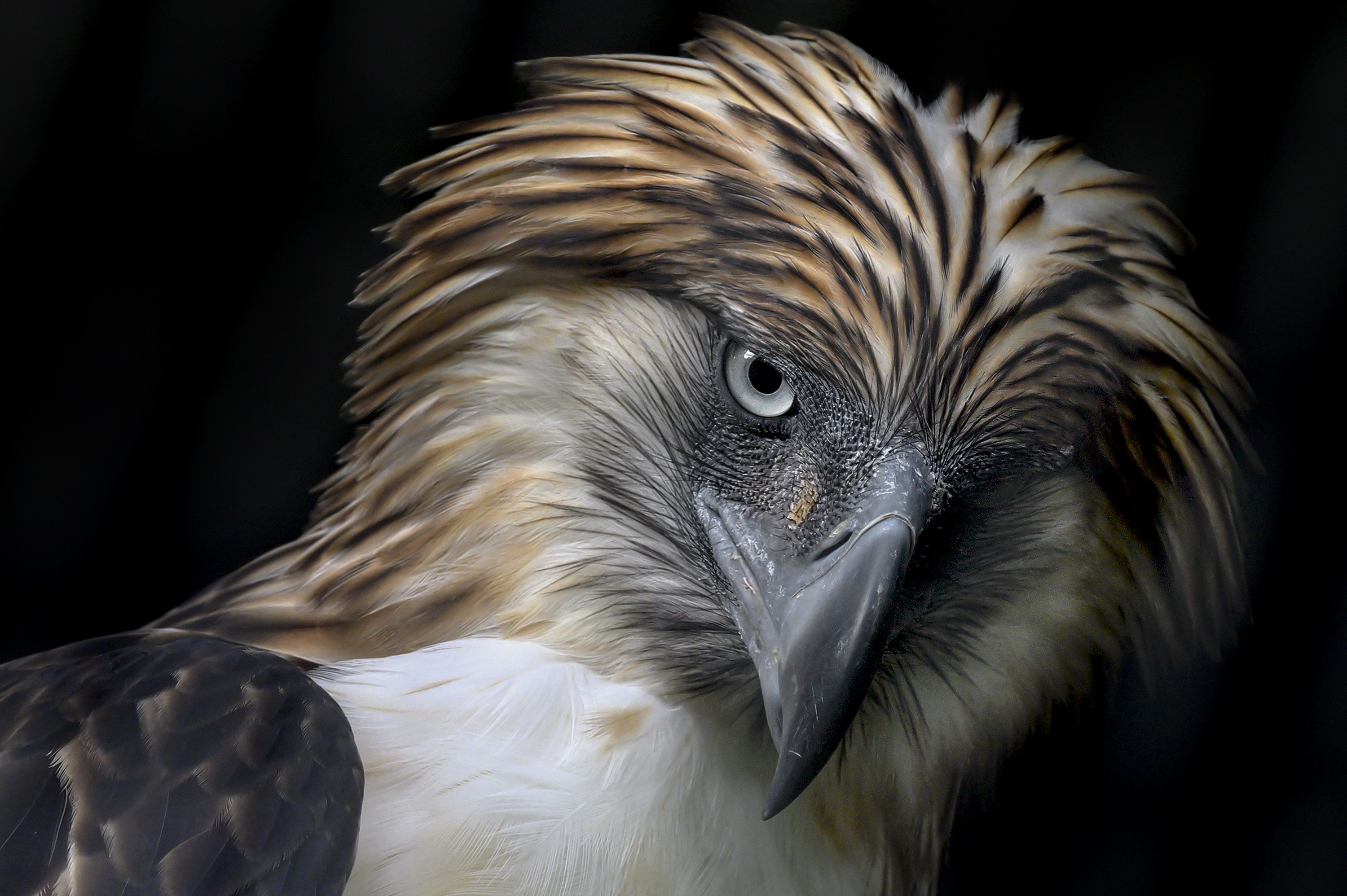 Бесплатные орлы. Philippines Eagle. Орел Филиппин. Филиппинский Орел арт. Филиппинский Орел самка.