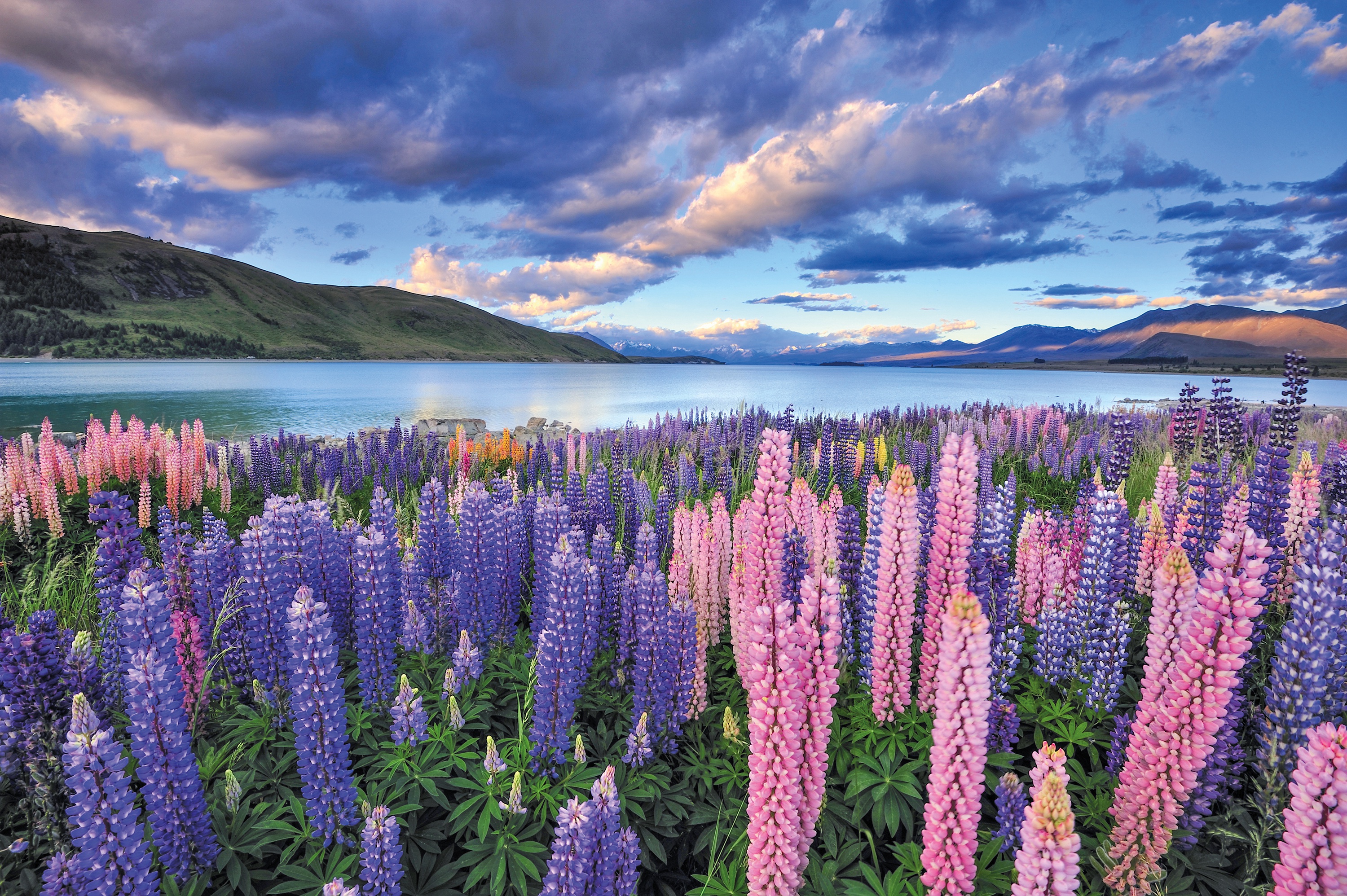 Окружающий мир красота растений. Озеро Текапо. Озеро Текапо в новой Зеландии. Люпины на озере Текапо новая Зеландия. Цветение люпинов новая Зеландия.