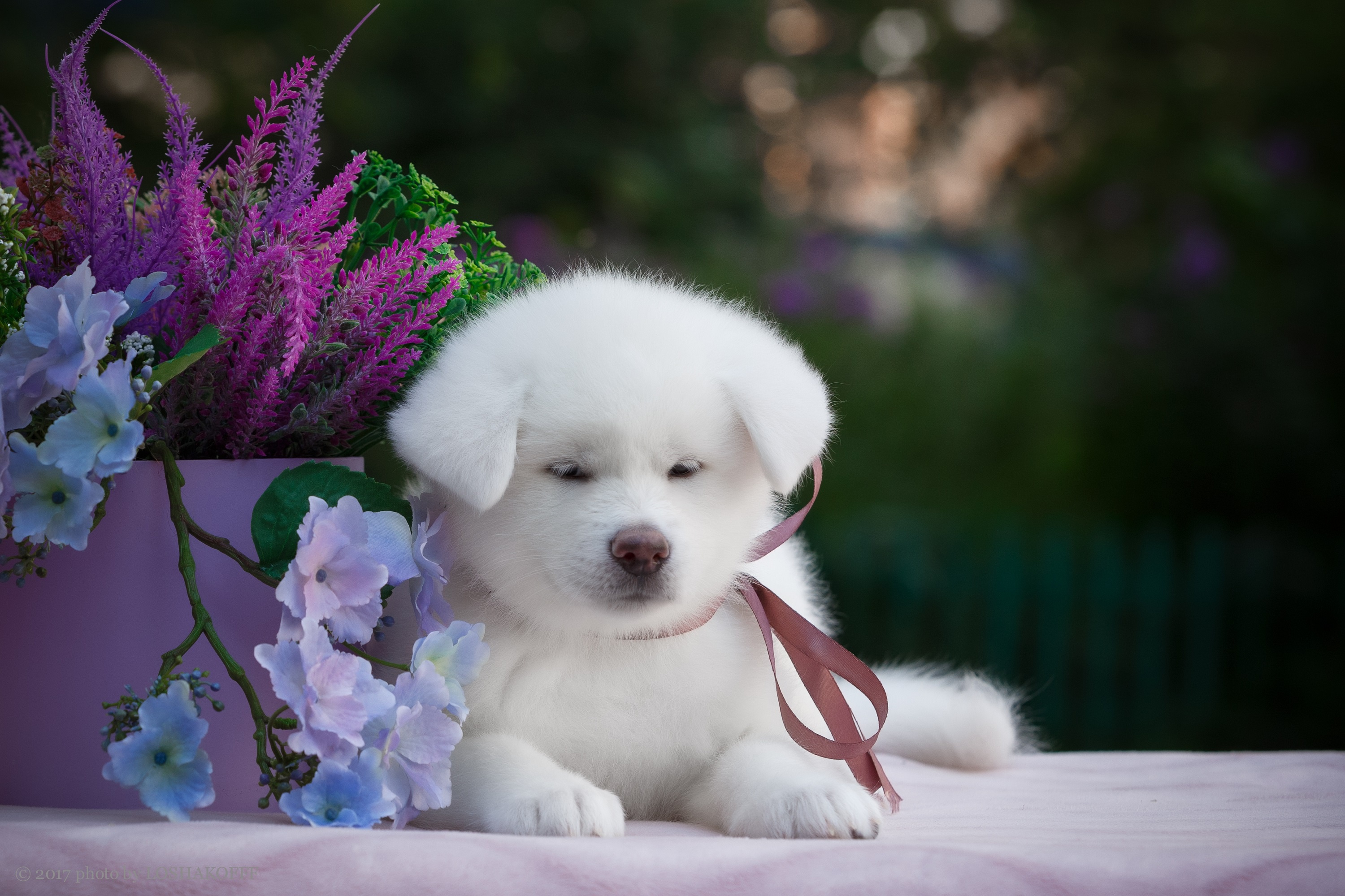 Милые прекрасные очаровательные. Красивые собаки. Цветы и животные. Цветы собачки. Красивые щенки.