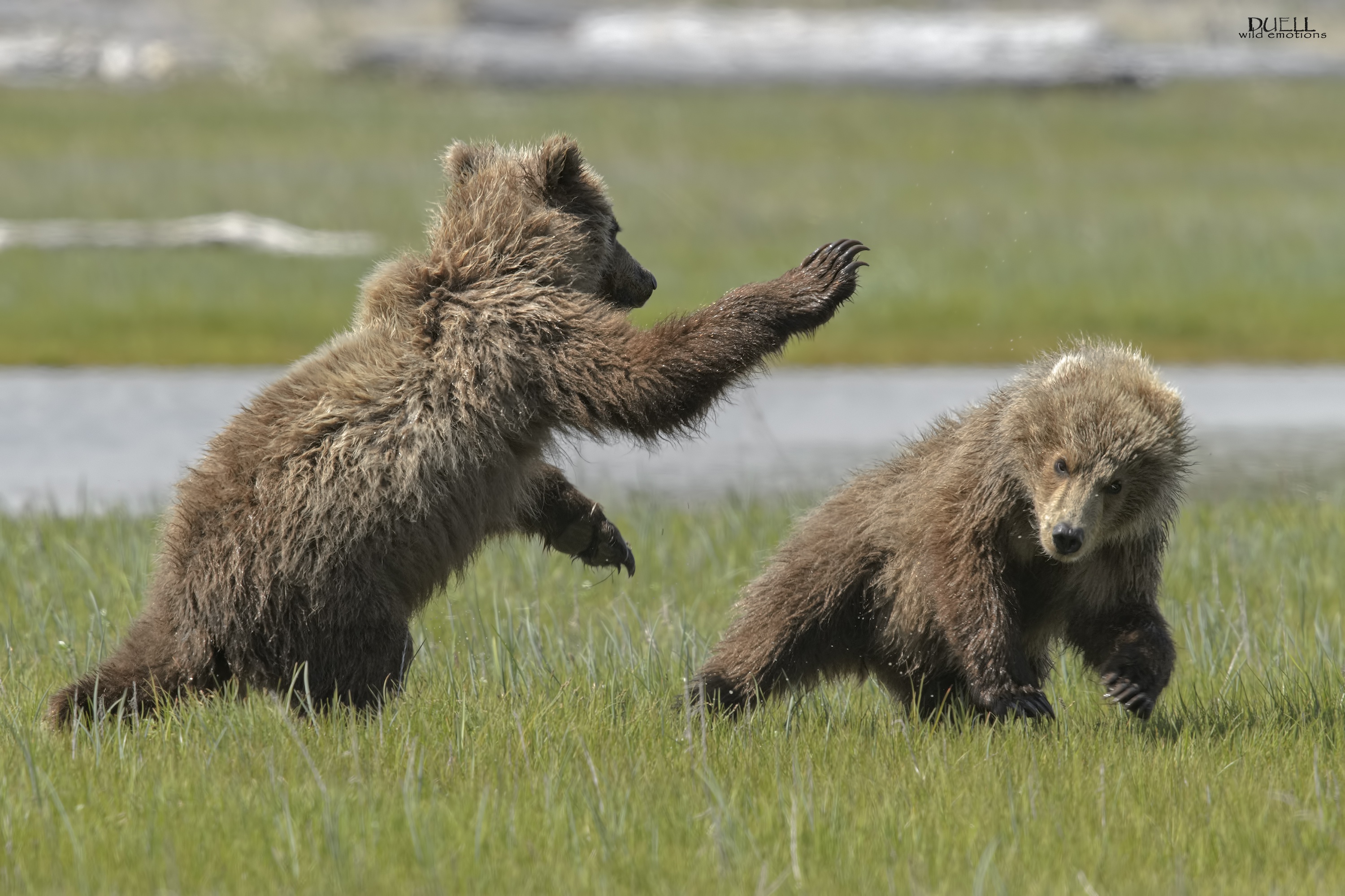 4 медведя игра. Играющие медвежата. Медведи дерутся. Медвежата играются. Медведь играется.
