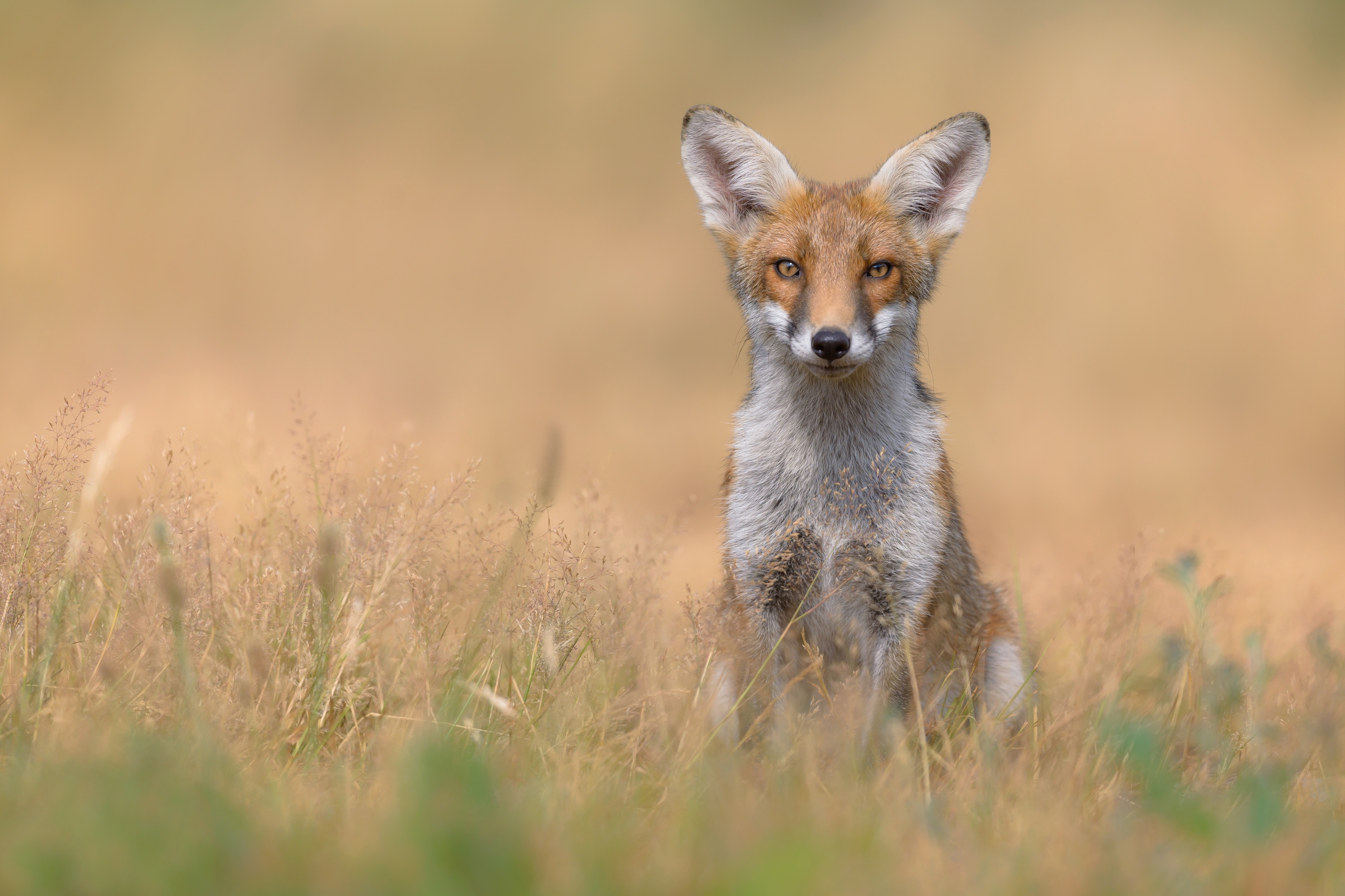 Fox look. Лисы. Сухая лиса. Лиса взгляд. Лиса сухая сидит.