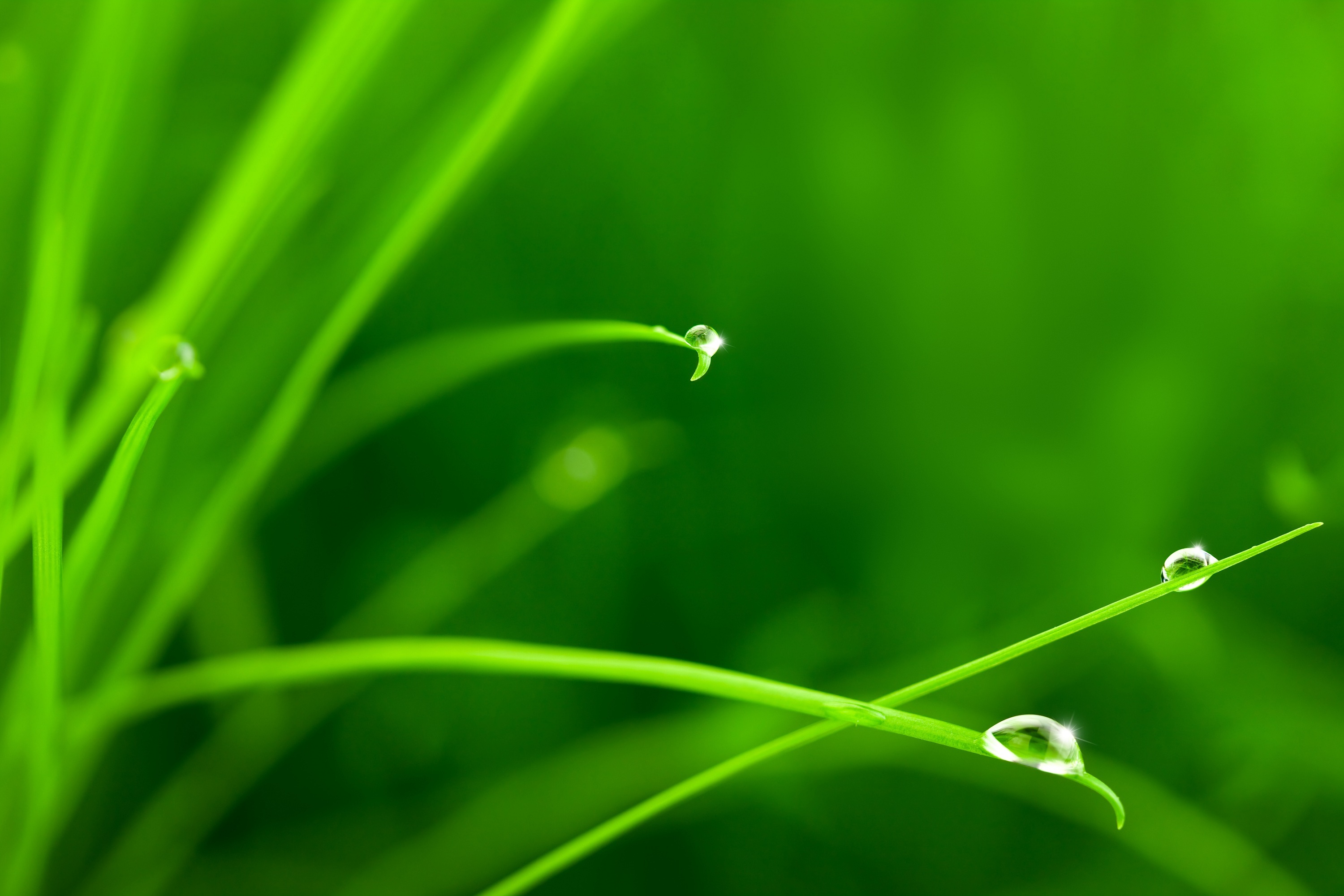 Зел. Зеленая трава с росой. Зелёный успокаивающий цвет. Зелень Макросъемка. Цвет зеленой травы.