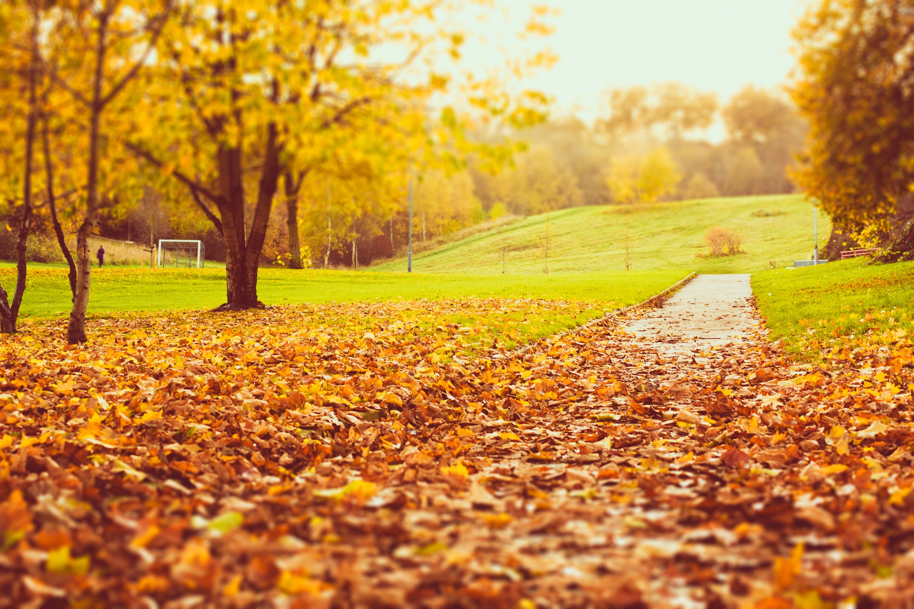 It often in autumn. Осенний парк. Осень парк листва. Золотая осень парк. Осенний фон на рабочий стол.