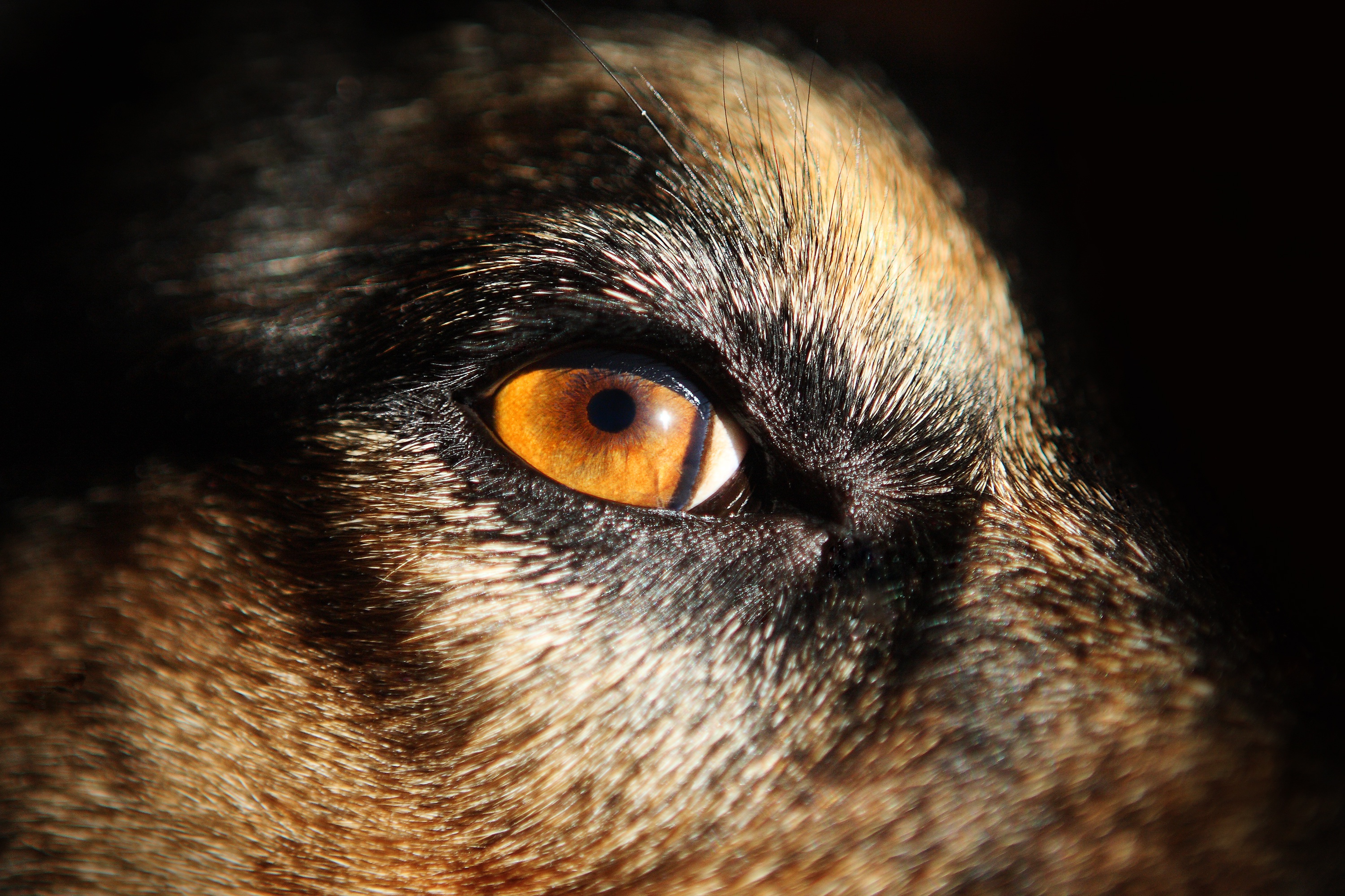 Какие глаза у зверей. Глаза собаки. Янтарные глаза у собаки. Собака с карими глазами. Взгляд собаки.