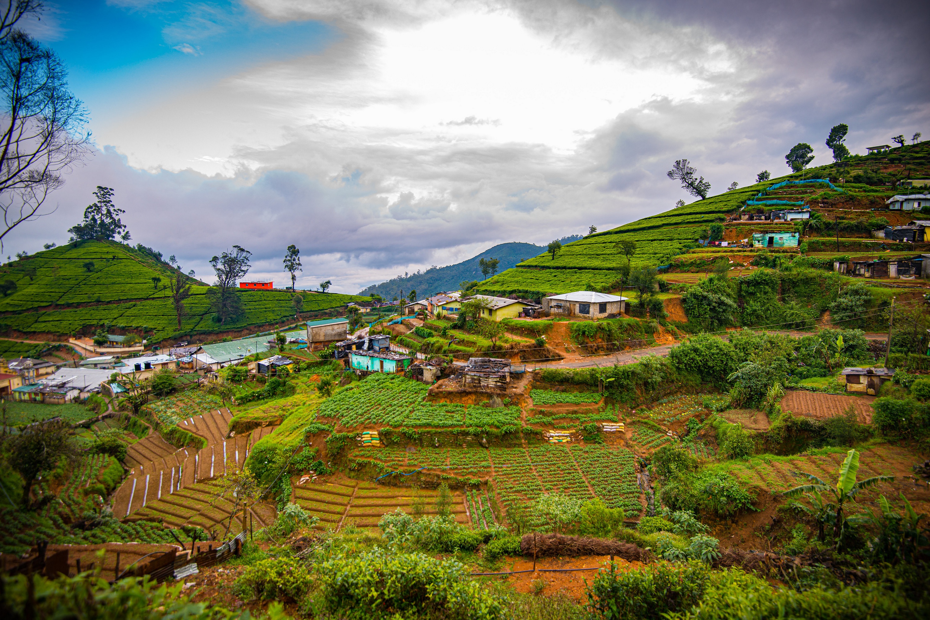 Шри ланка раньше. Nuwara Eliya Шри Ланка. Сигирия Шри-Ланка. Чайные плантации Нувара Элия. Шри Ланка чайные плантации.