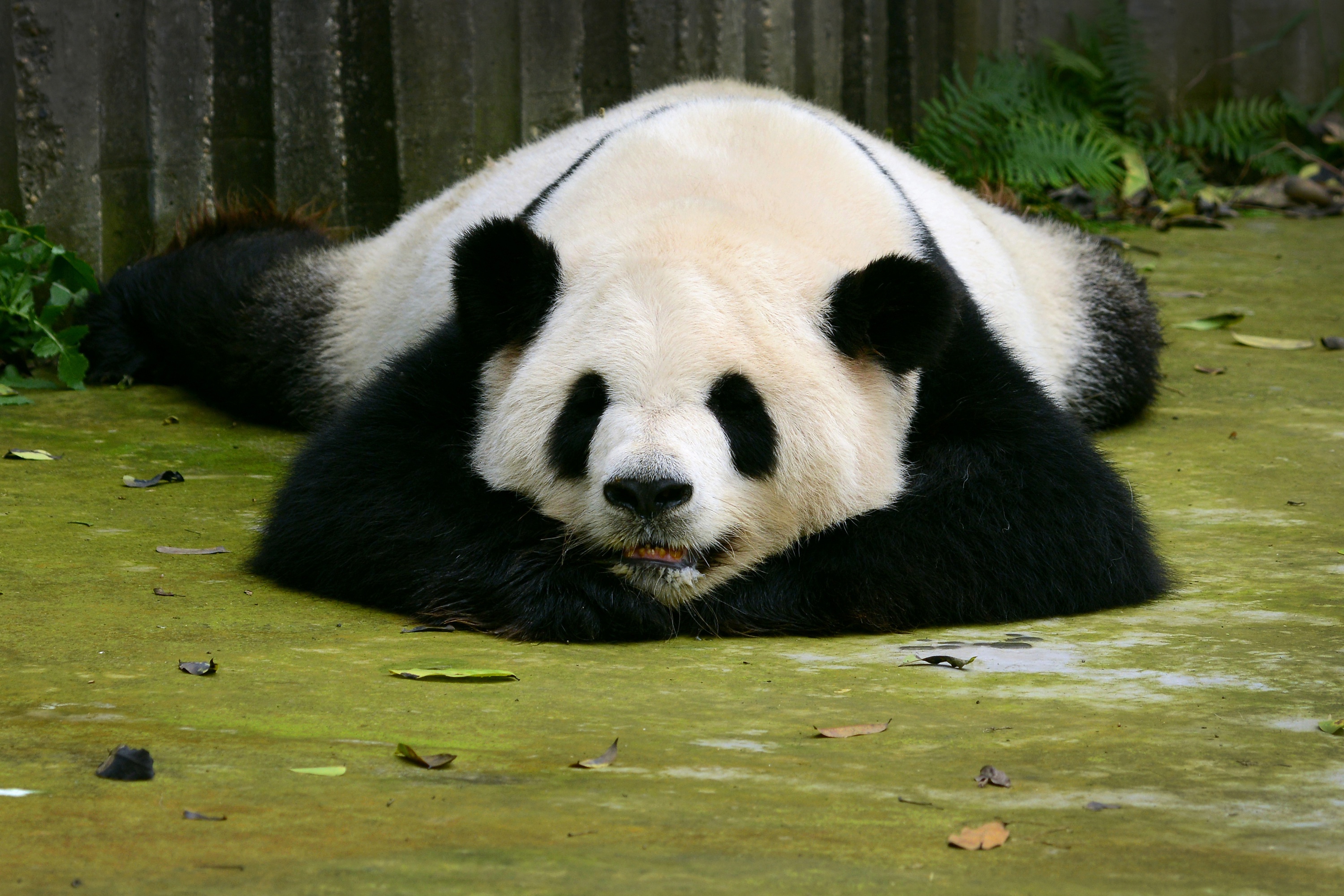 Панда. Очковая Панда. Панда бамбуковый медведь. Млекопитающие Панда. Большая Панда фото.