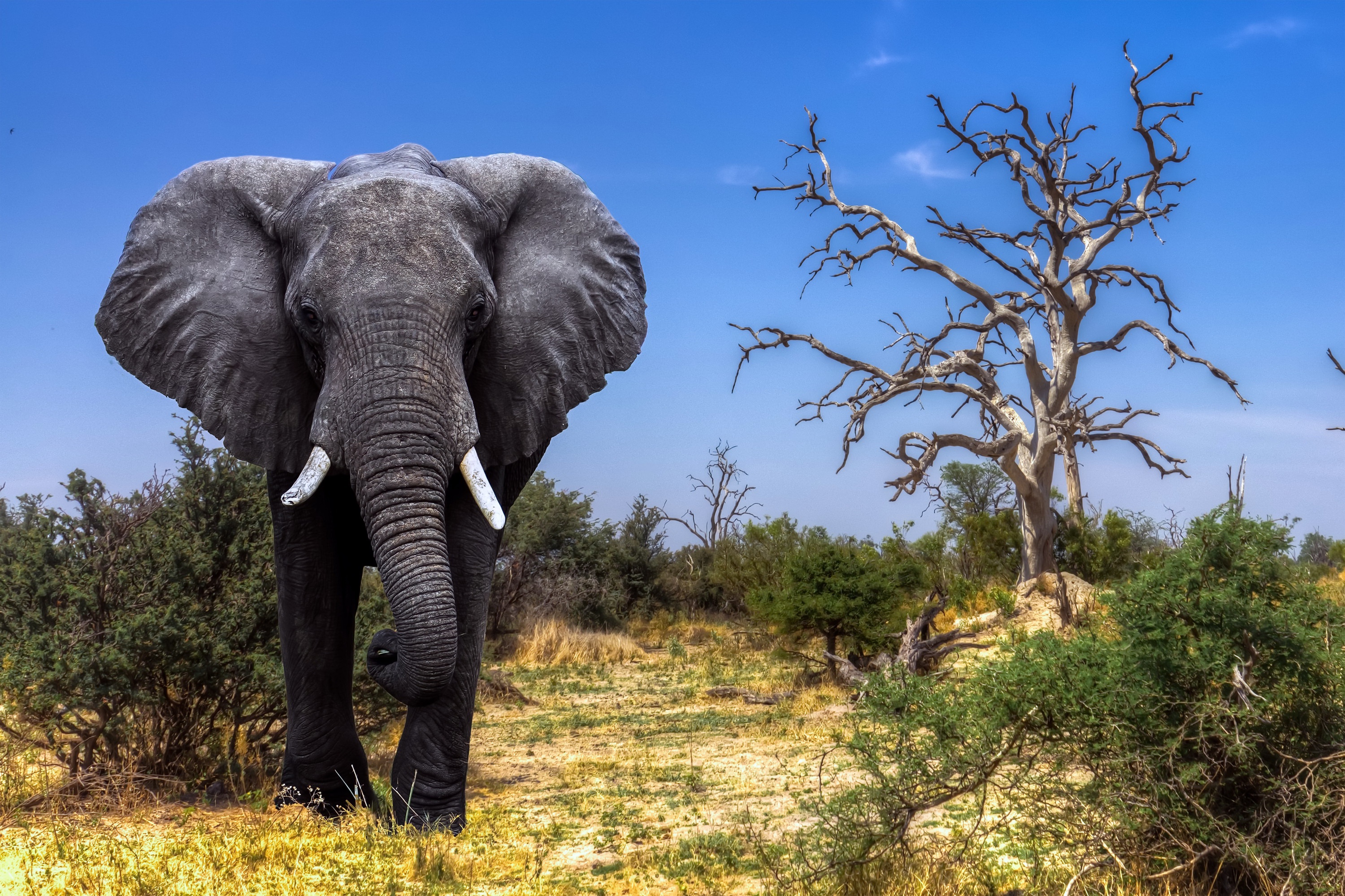 Самое крупное животное африки. Африканский кустарниковый слон. Животные Африки Африканский слон. Африканский слон в саванне. Африканский саванный слон фото.