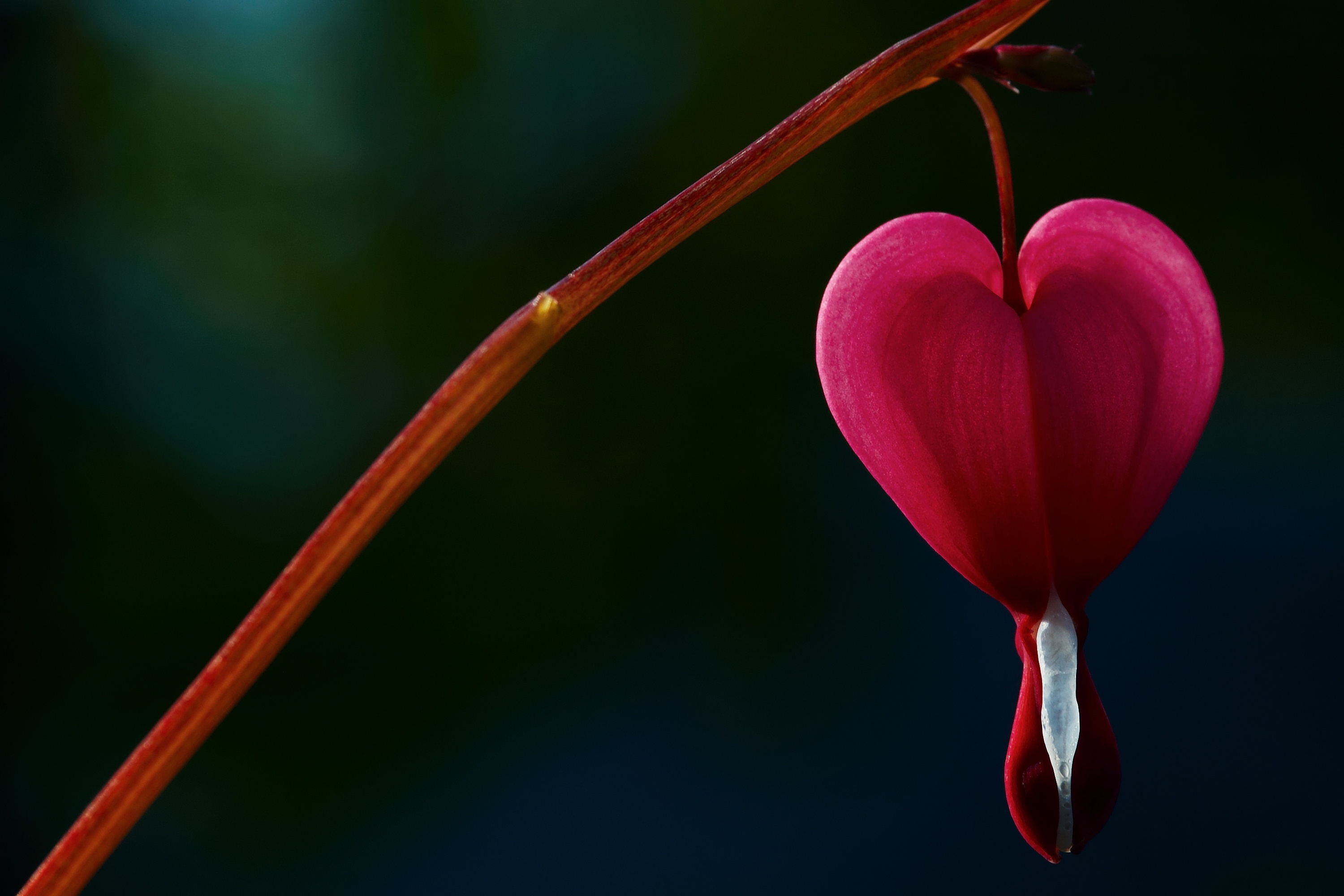 Разбитое сердце ветки. Цветы сердце. Цветок похожий на сердце. Разбитое сердце цветок.
