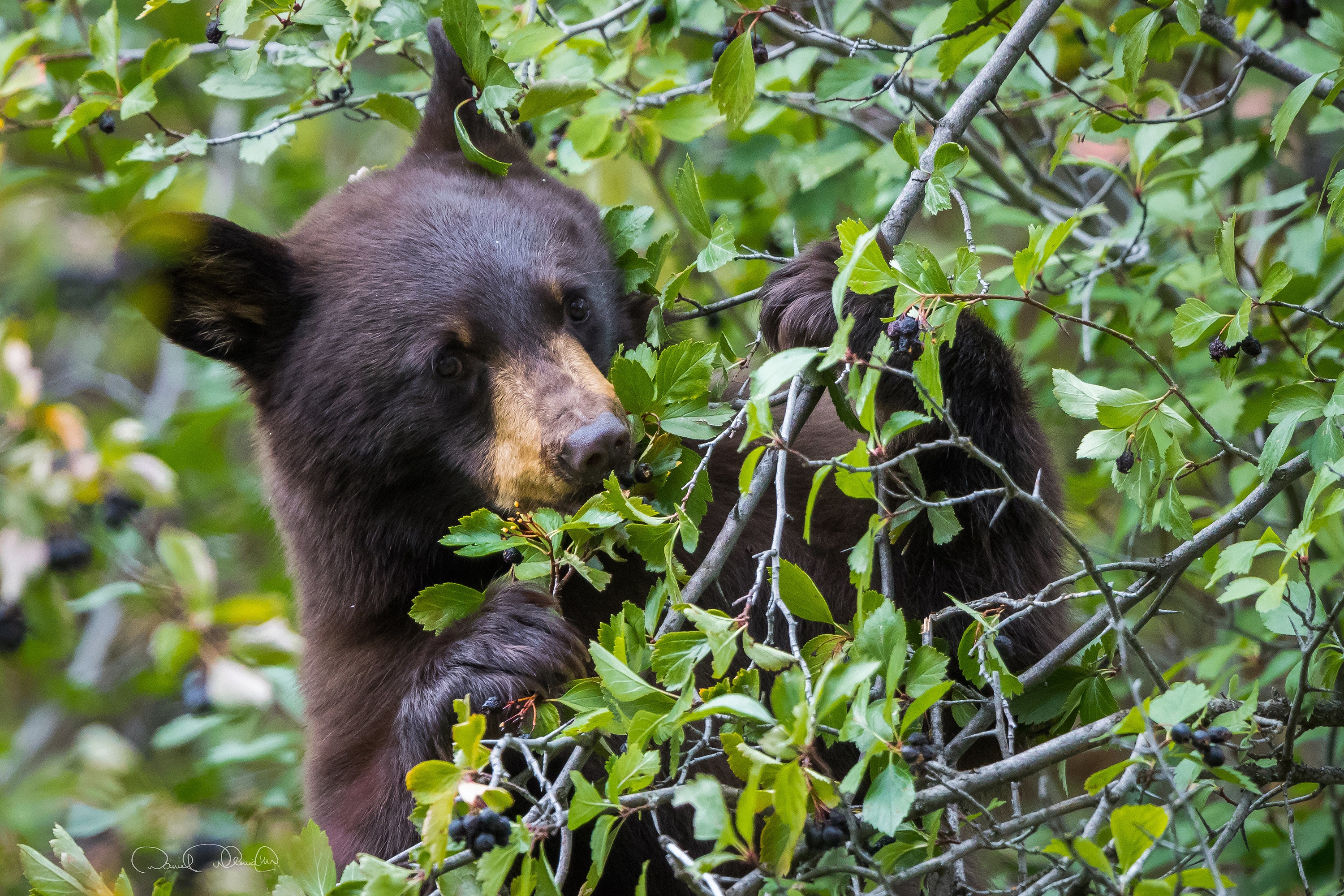 Медведь барибал умеет лазить по деревьям. Гималайский медведь. Барибал медведь. Медведь Пестун. Барибал медведь Детёныши.