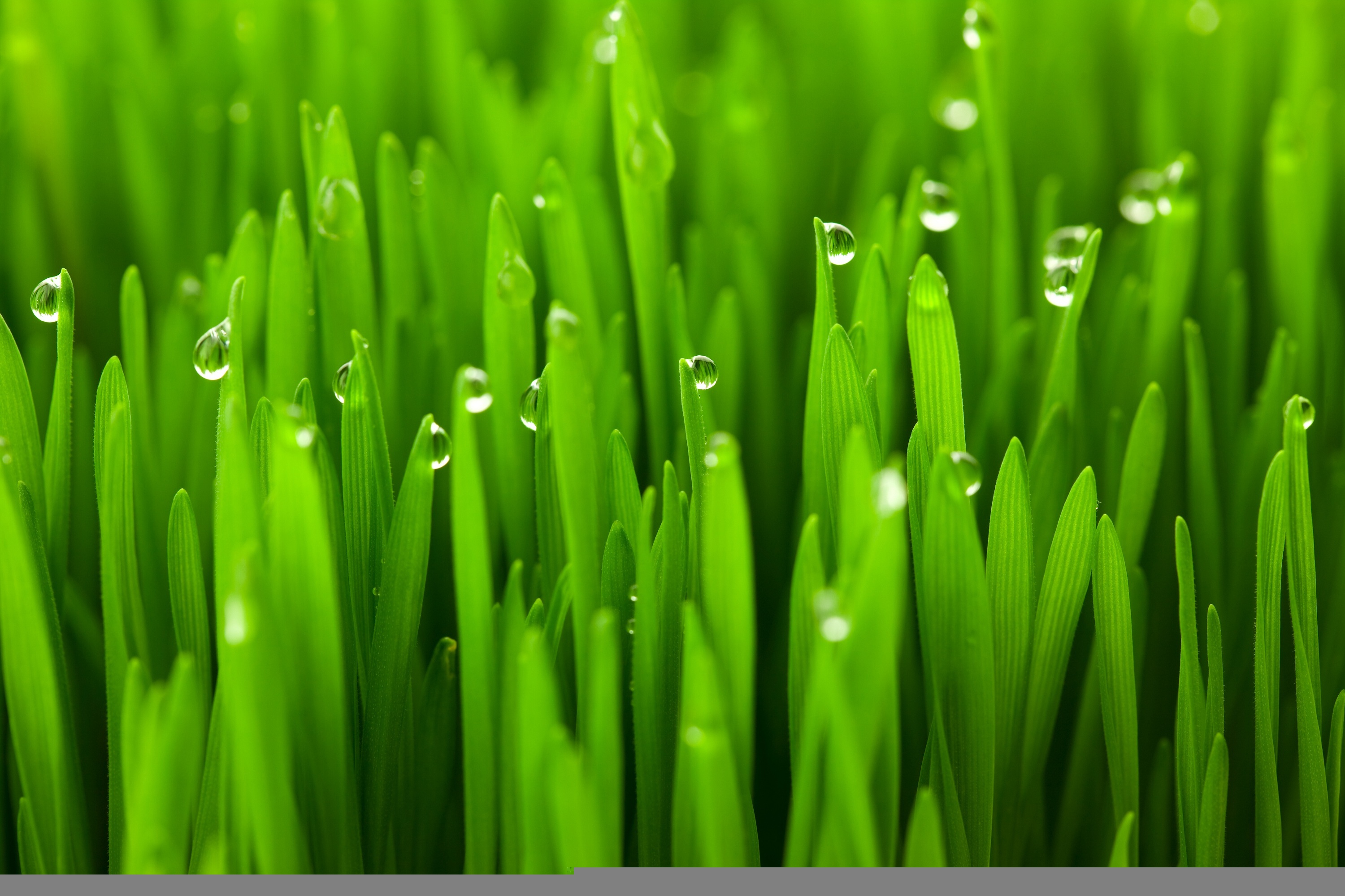 Зеленые картинки. Зеленая трава. Зеленая природа. Сочная трава. Сочная зеленая трава.