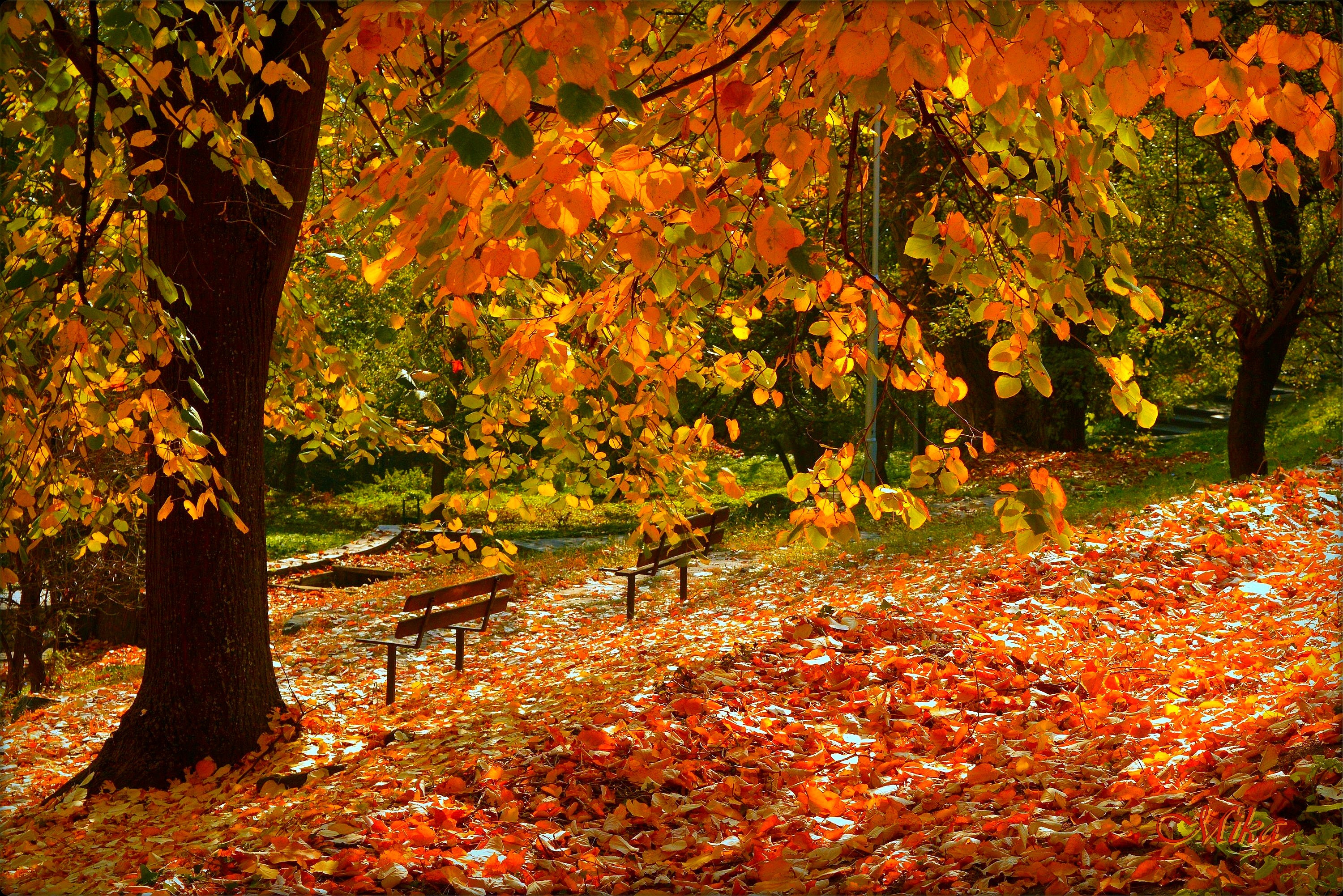 Вот и пришла разноцветная осень. Осенний листопад. Осень листопад. Золотая осень листопад. Красивая осень.