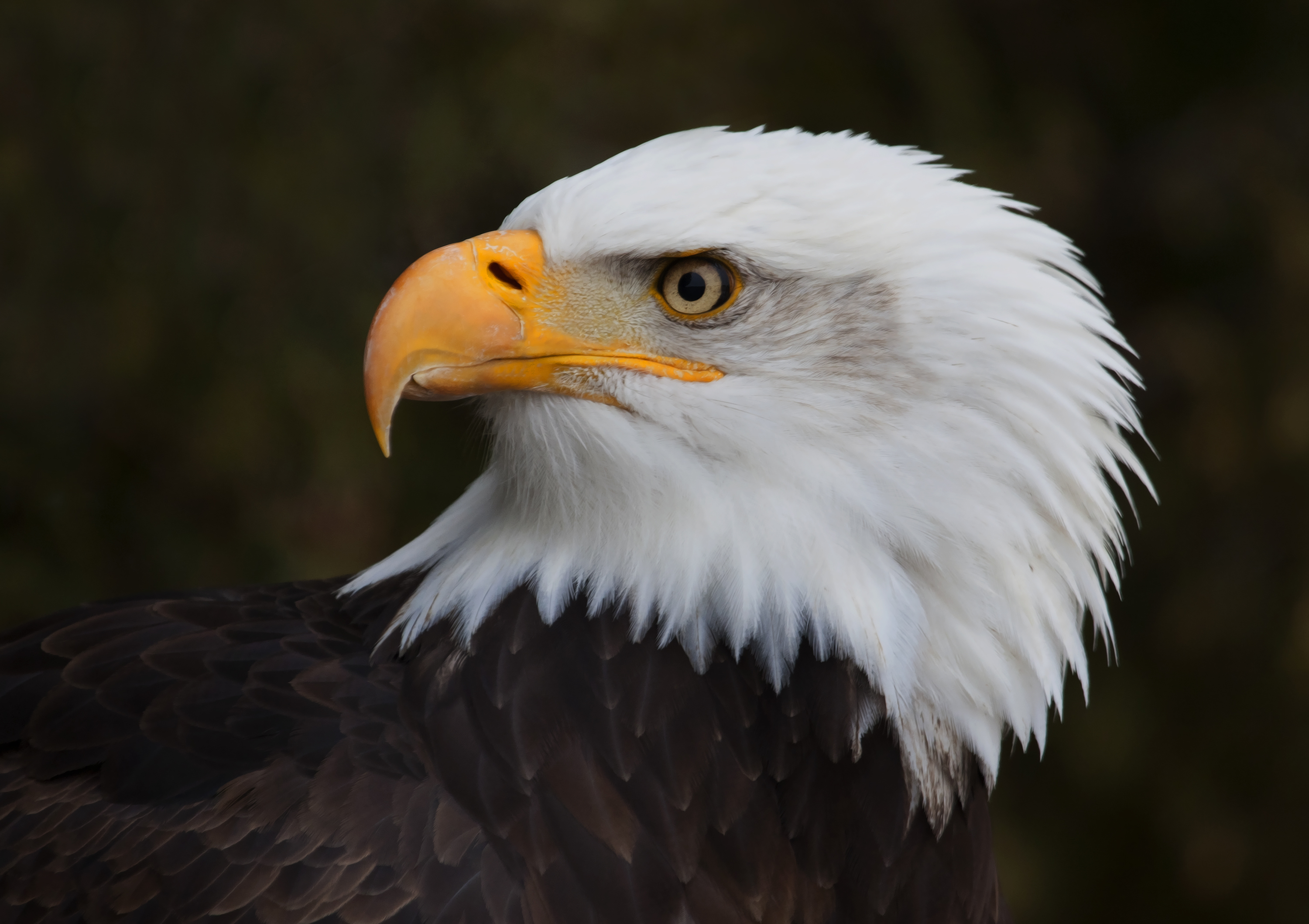 White eagle. Белый Орлан. Белый Орел птица. Орёл птица фото красивые. Белый орёл фото птица.