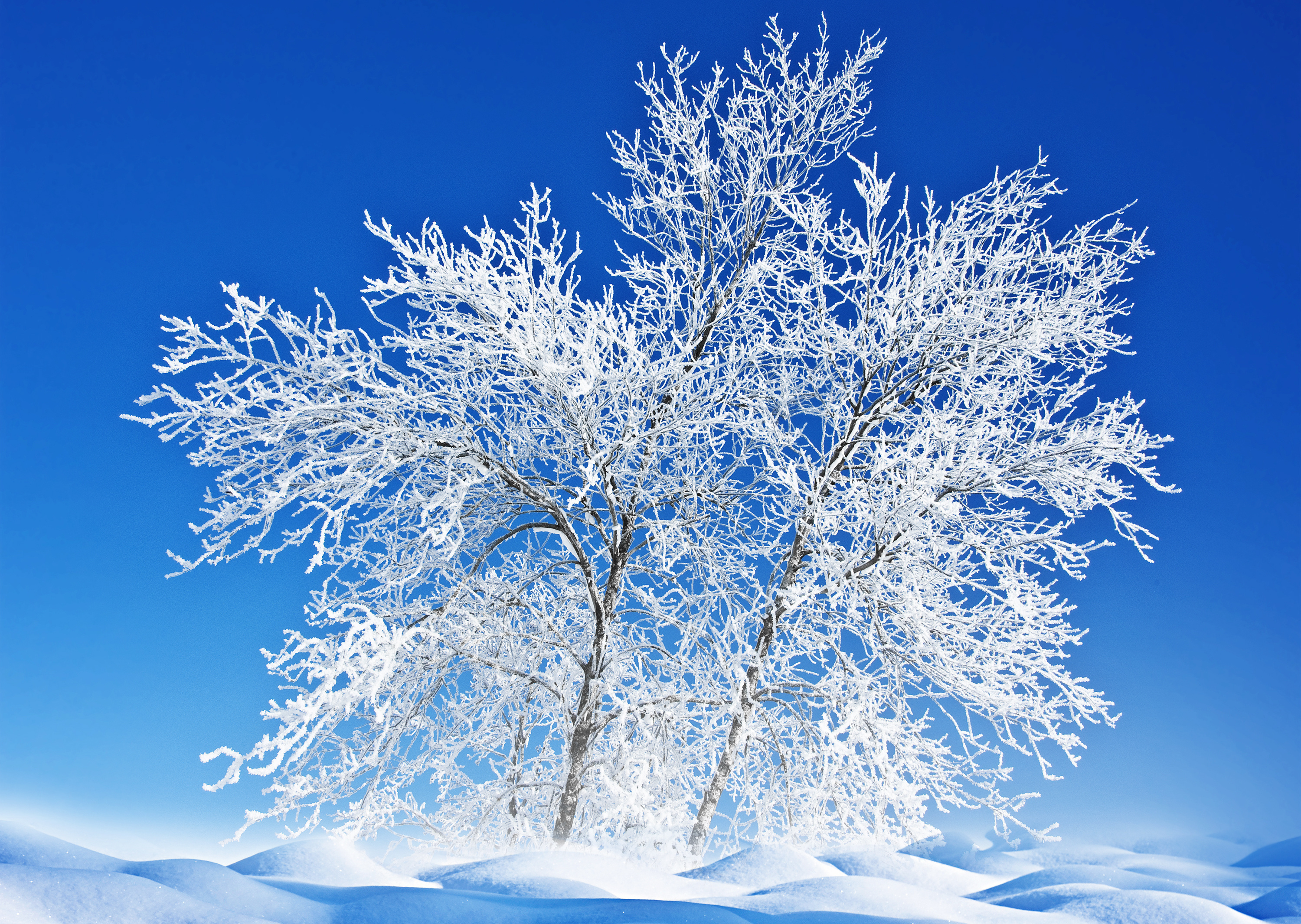 Зима красивые деревья. Зимнее дерево. Иней на деревьях. Снежные деревья. Деревья в снегу.