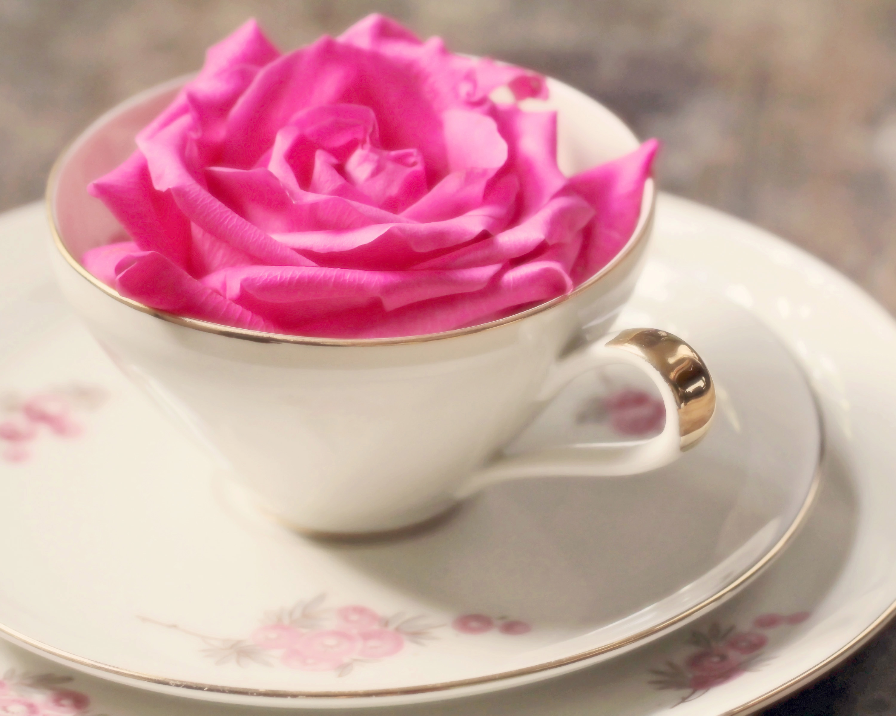 Cups flowers. Красивые цветы в чашке. Цветы в кружке. Розы в чашке. Розовый чай.