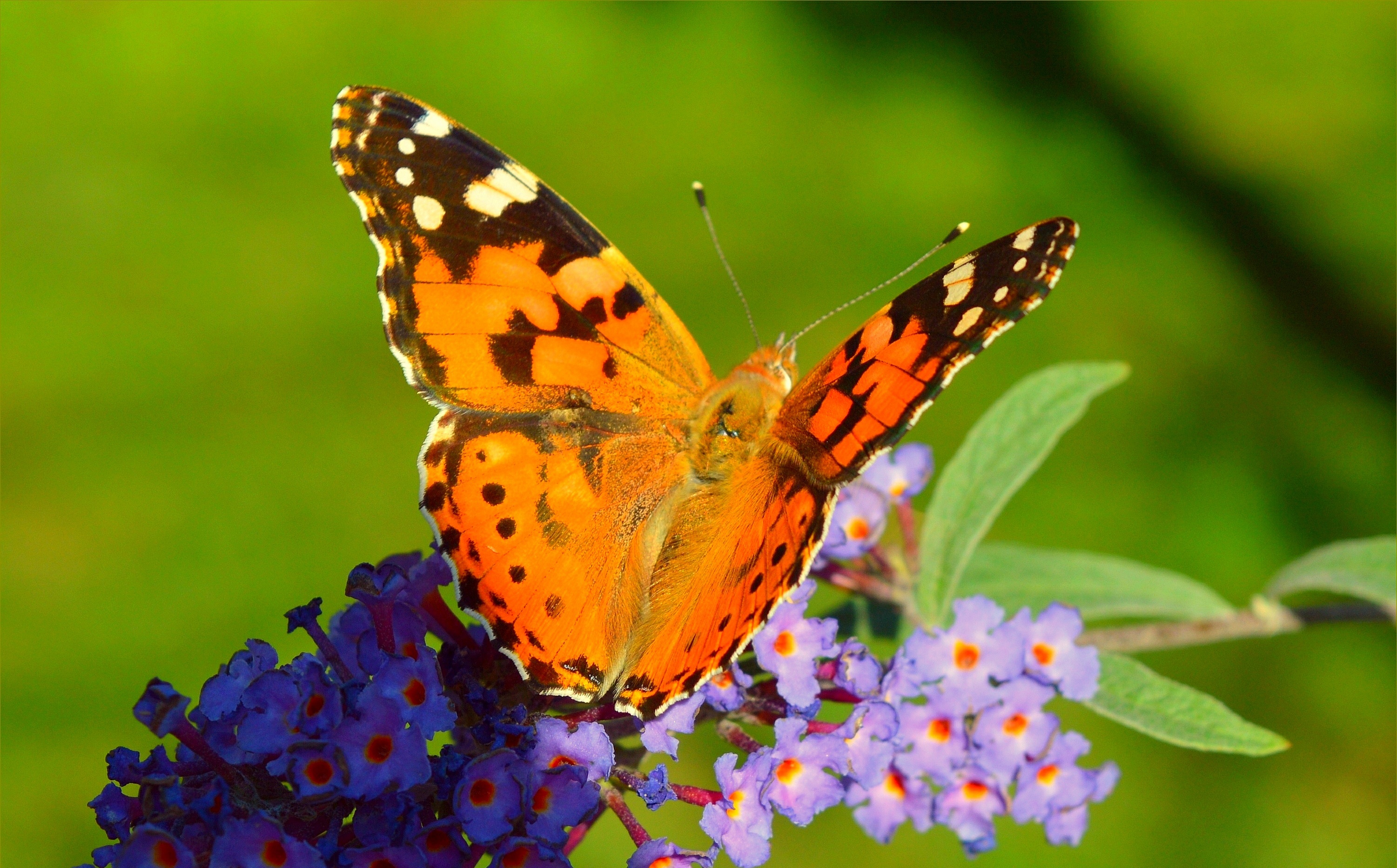 Красивые бабочки на цветах. Красивые цветы и бабочки. Бабочка на цветке. Красивые бабочки. Лето бабочки.