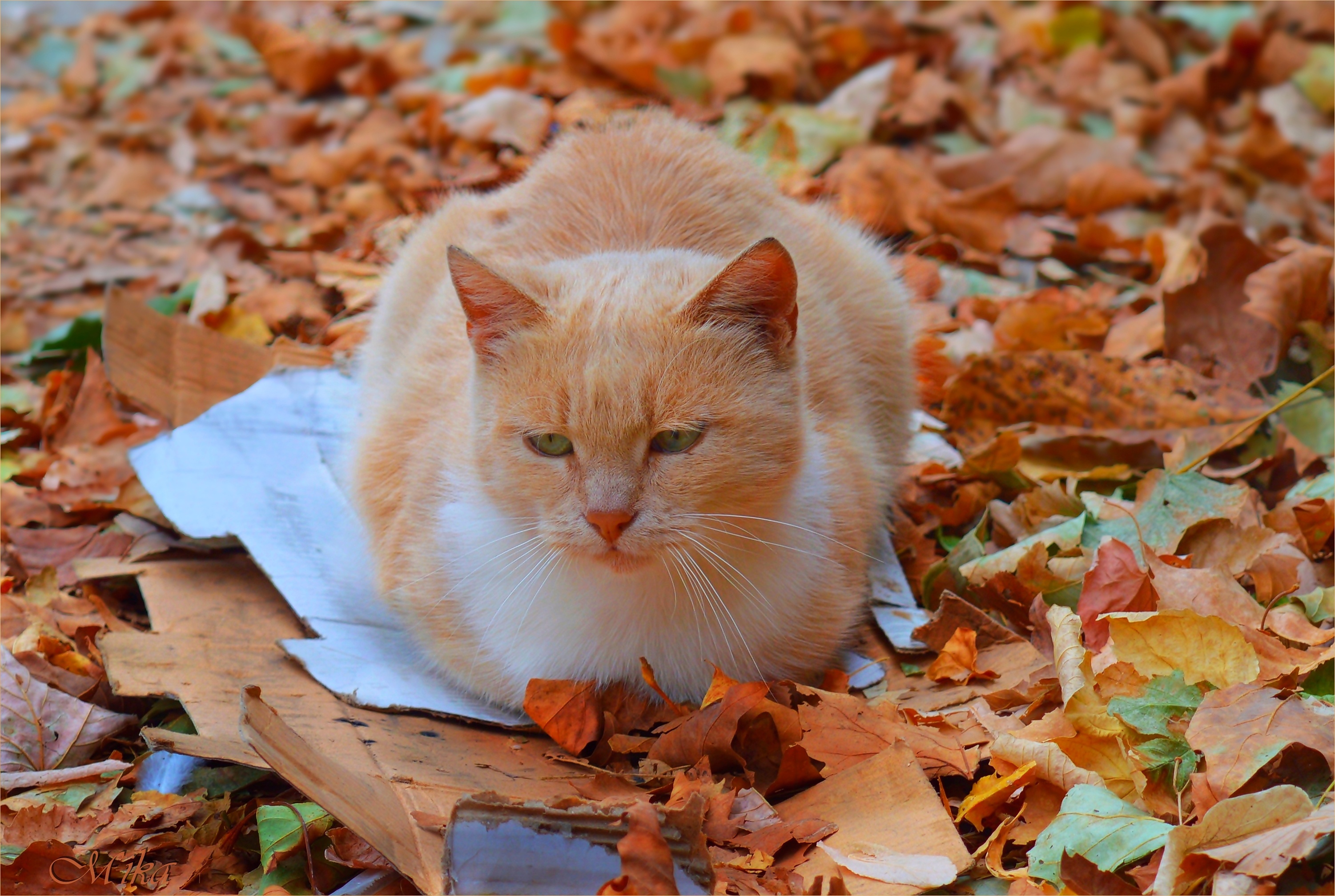 Осенний котик картинки. Рыжий кот осень. Рыжий кот в осенних листьях. Рыжий кот в осенней листве. Рыжий кот осенью.