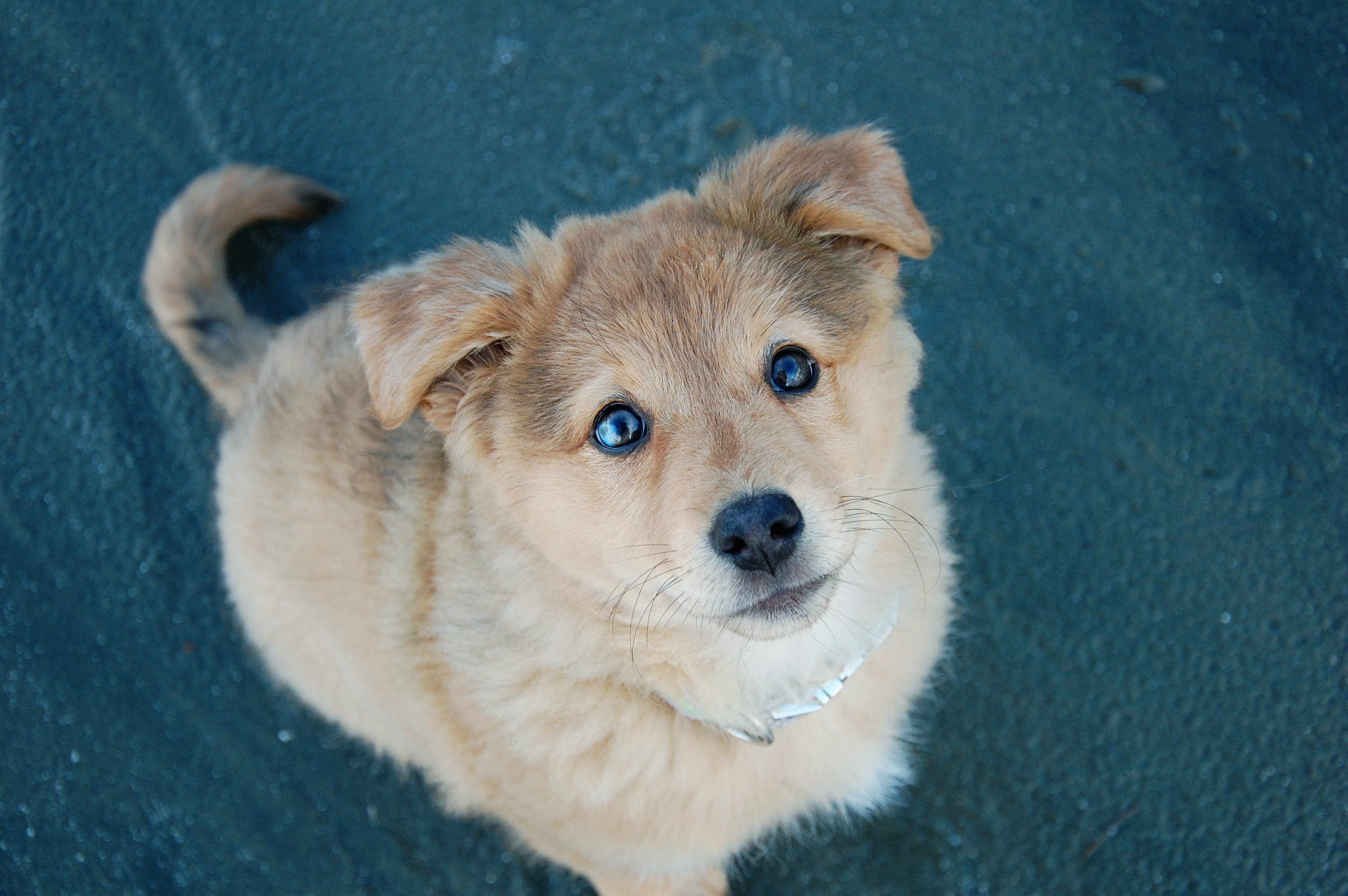 Dog like me. Королевский двортерьер. Королевская дворняжка порода. Щенок. Милый щенок.