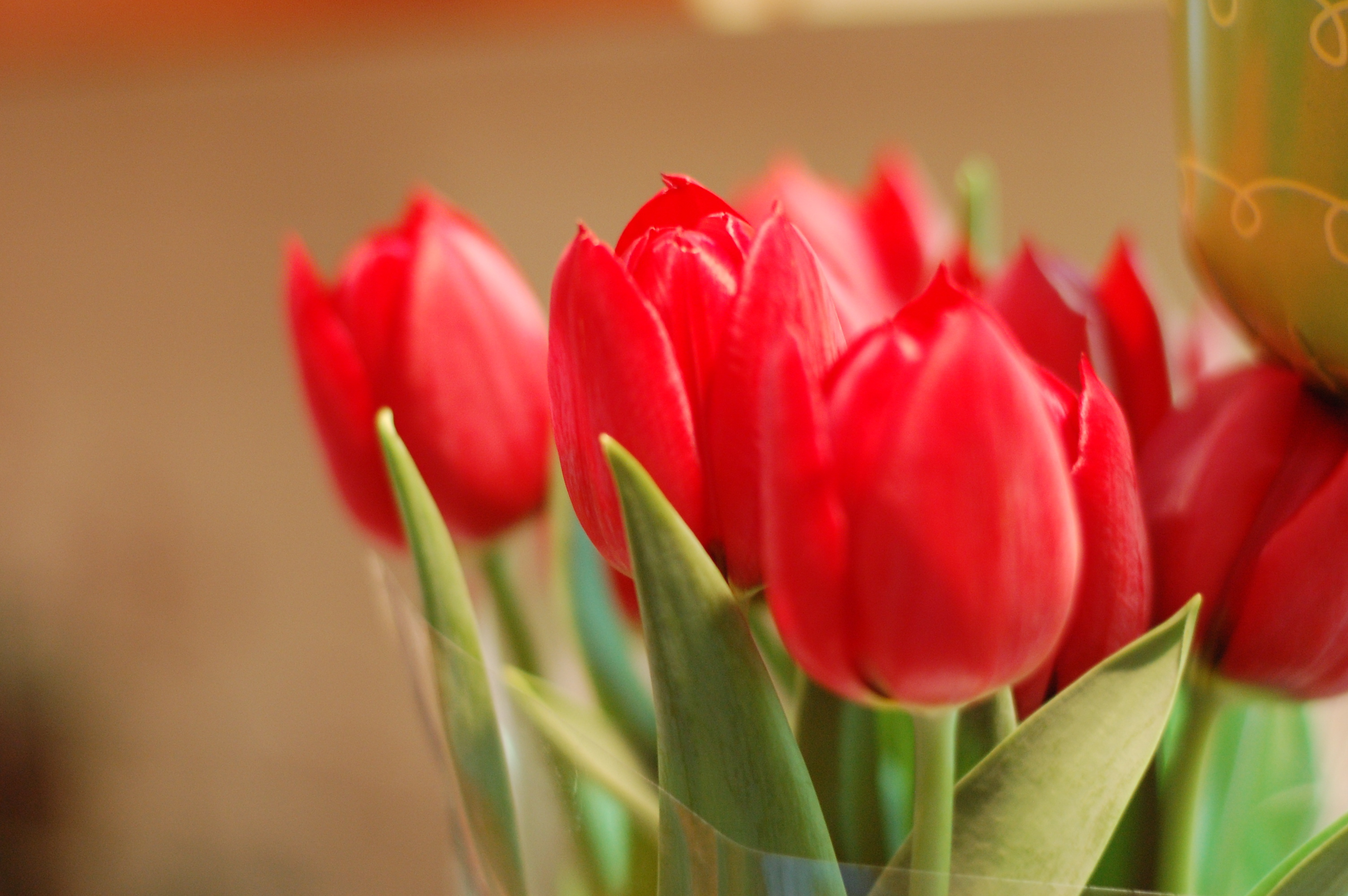 Тюльпаны картинки хорошего качества. Красный тюльпан Казань. Красные тюльпаны. Тюльпаны картинки.