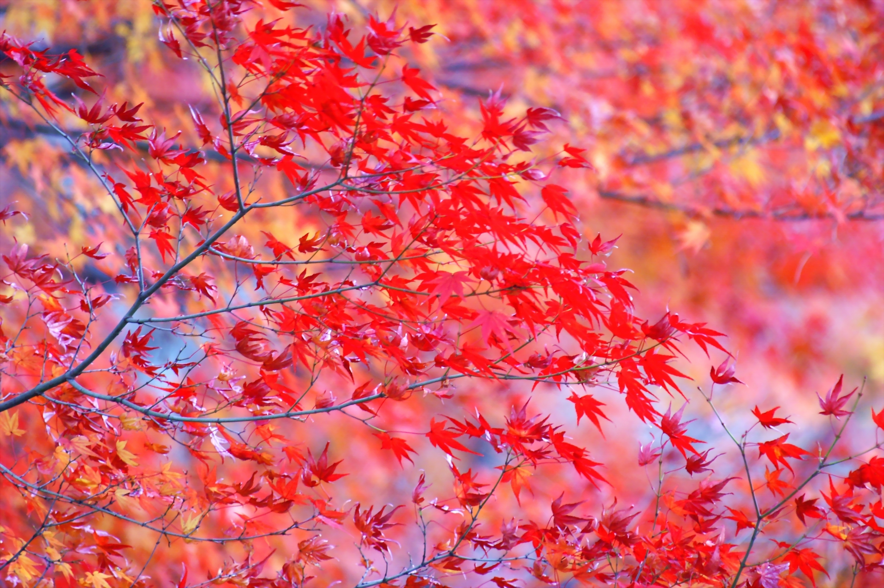 Красный золотой осень. Осень. Красивая осень. Осенний фон на рабочий стол. Яркая осень.
