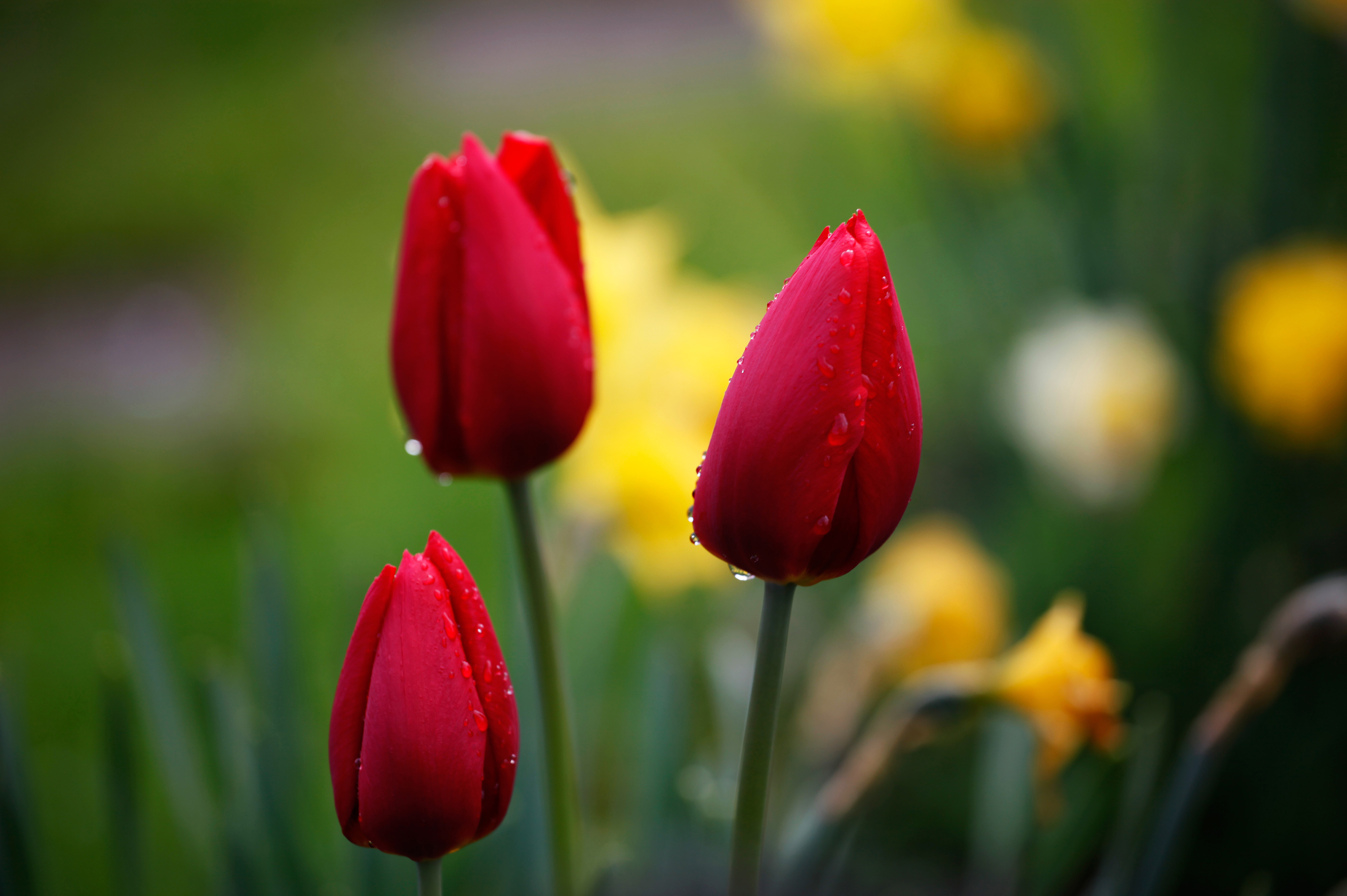 Тюльпаны картинки хорошего качества. Тюльпан drooping. Красные тюльпаны бутоны. Lola Tulipa. Красные весенние цветы.