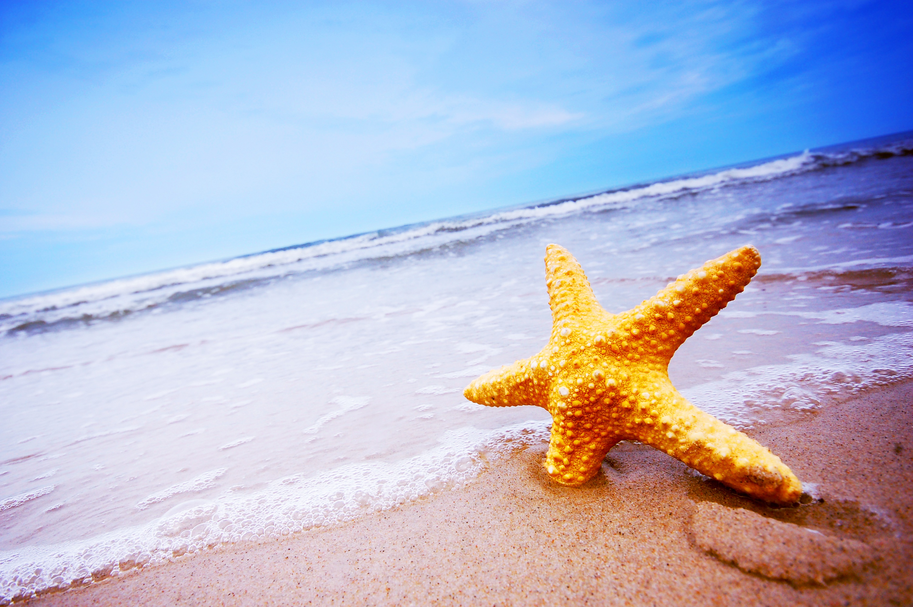 Включи звезда берег. Морская звезда. Море пляж морская звезда. Морская звезда на пляже. Морская звезда в море.