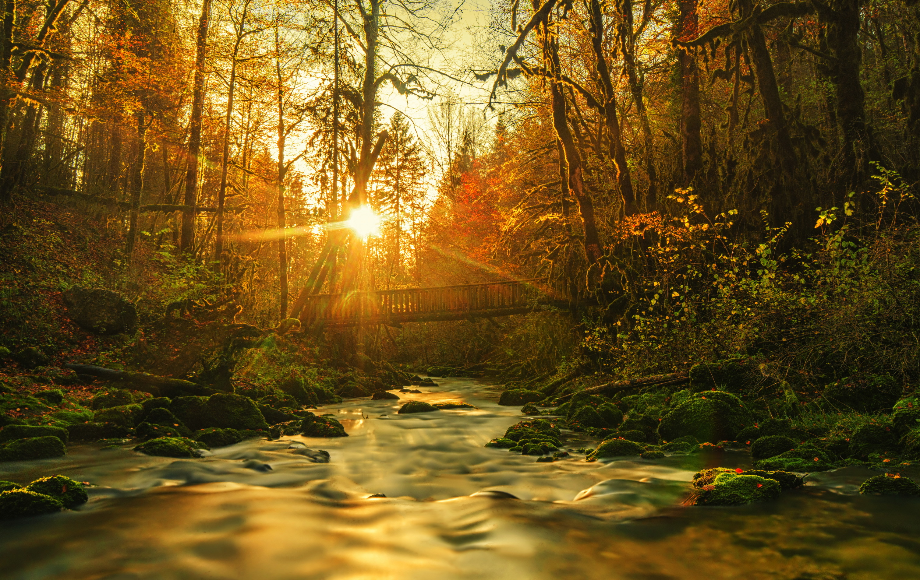 Звуки природы усыпляющее. Ручей в лесу. "Солнце в лесу". Осень лес ручей солнце. Утро в лесу.