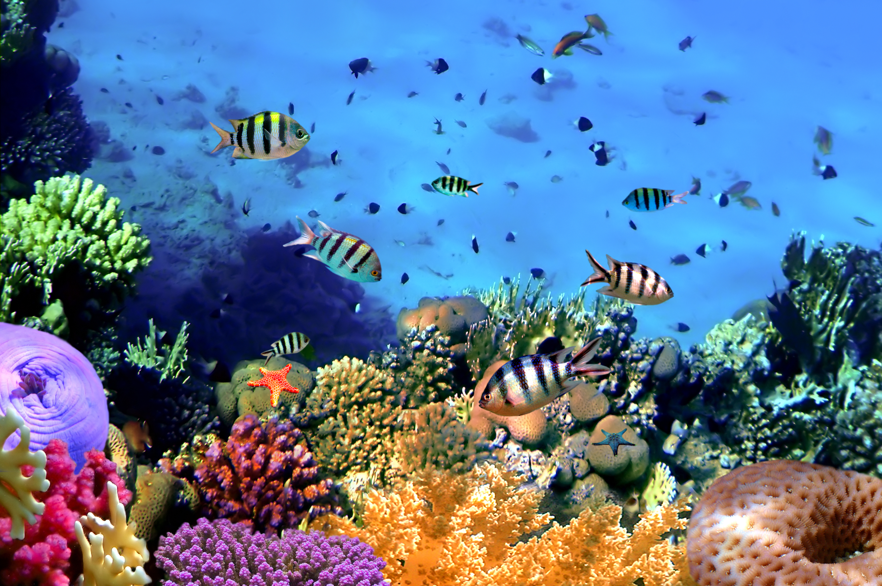 Природа подводный мир. Подводный риф риф. Коралловые рифы красного моря. Кораллы Галапагосские острова. Морское дно.