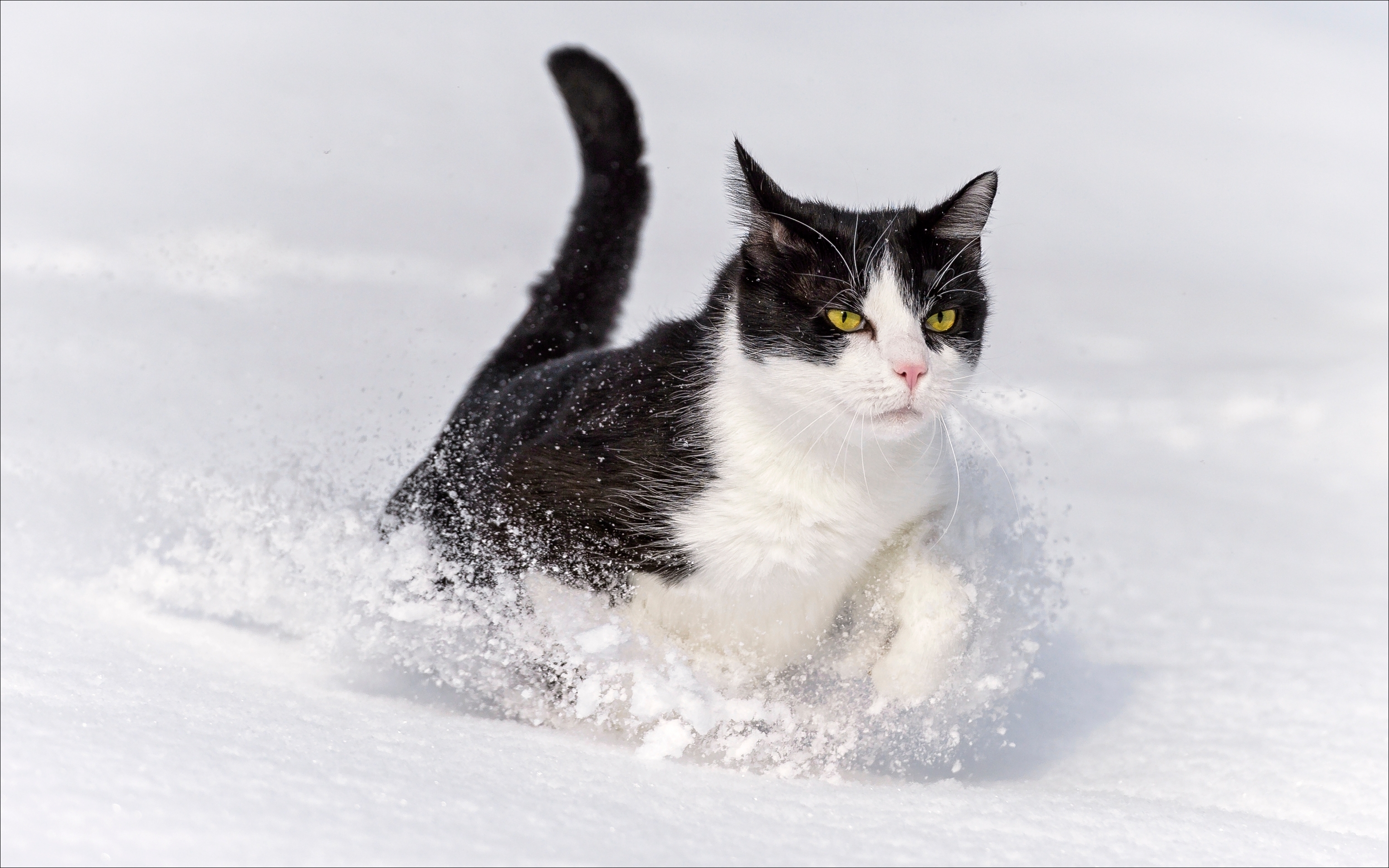 Котенок В Снегу Фото