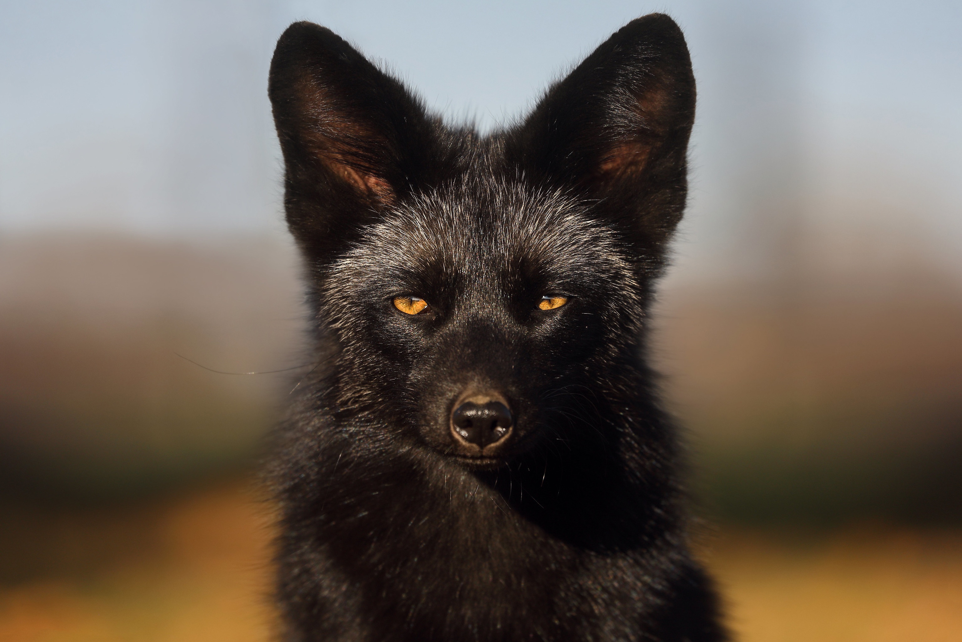 Dark fox. Чёрная лиса чернобурка. Чернобурка вичхаус. Чернобурая лиса чернобурая лиса. Чернобурый песец.