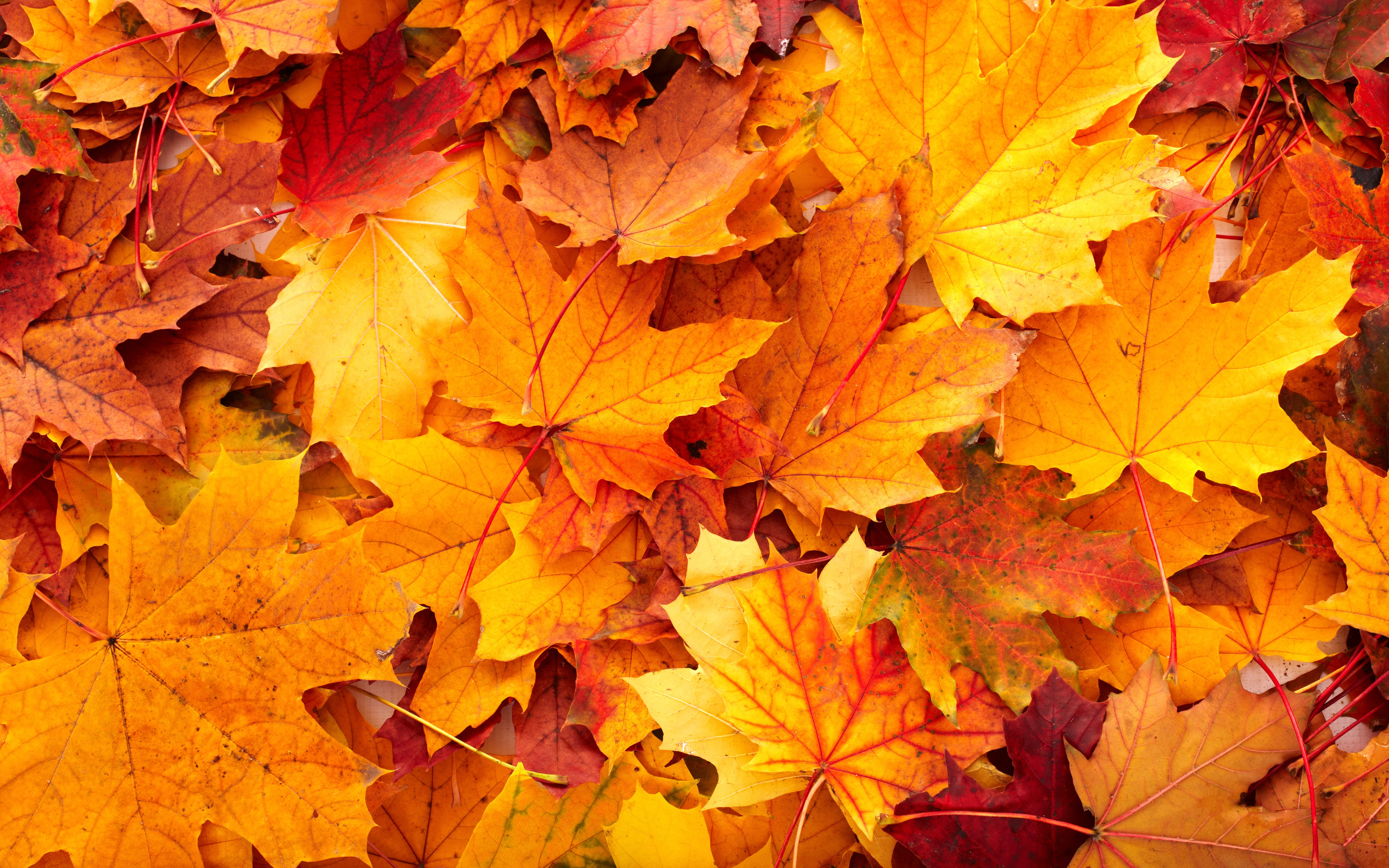 Листья клена желтые и красные. Осенние листья. Осенний фон. Осенний кленовый лист. Красивые осенние листочки.