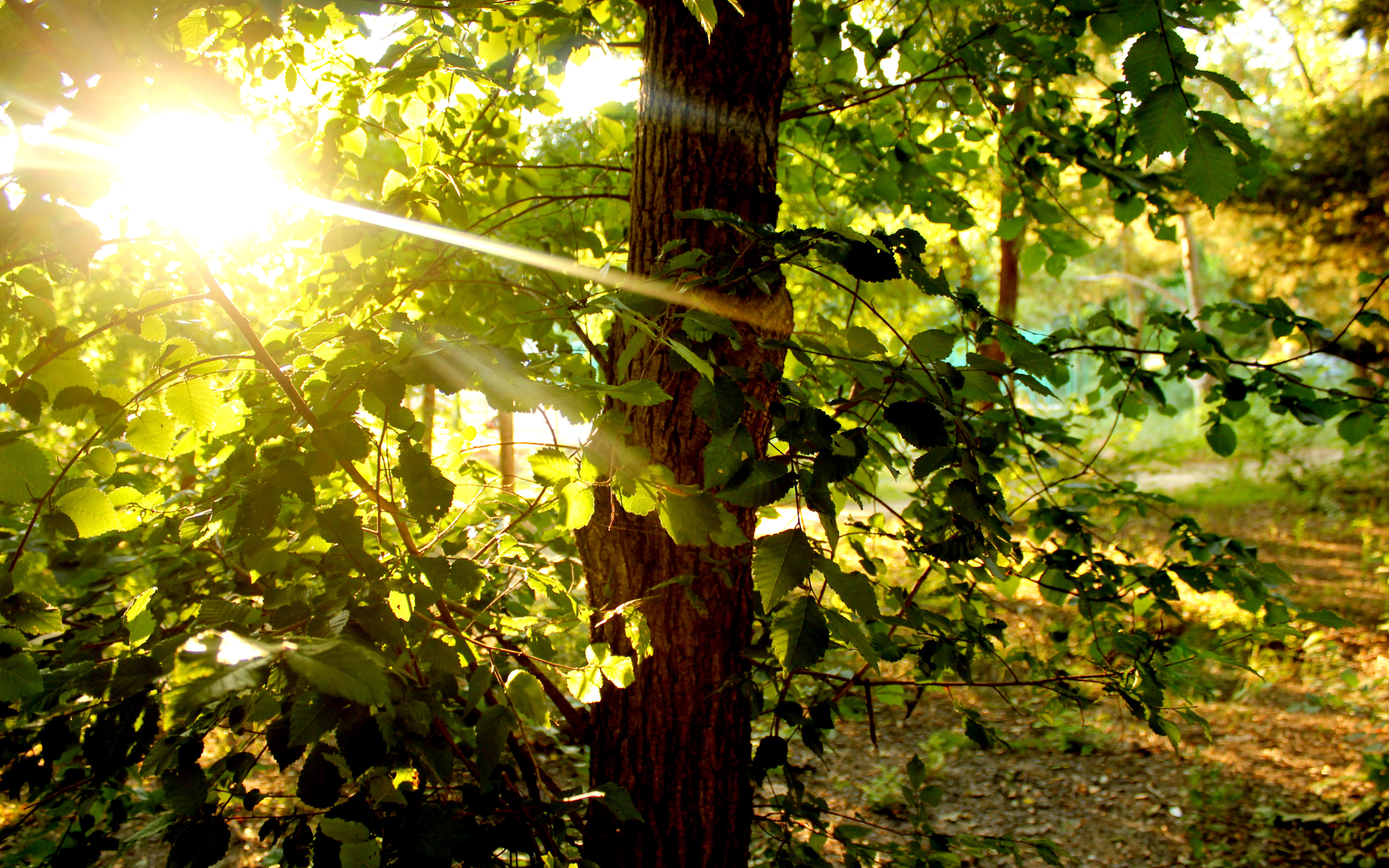Луч света новый свет. Солнце сквозь листву. Свет сквозь листву. Дерево в лучах солнца. Солнце сквозь листву деревьев.