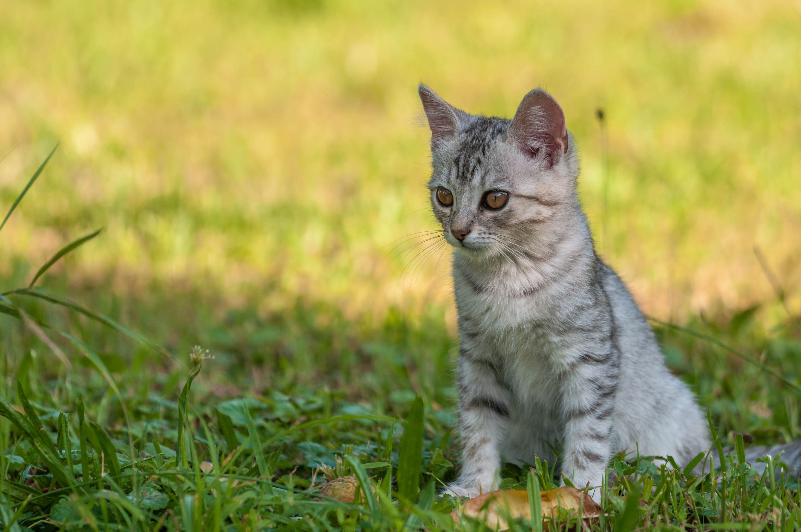 Котята Обыкновенные Фото