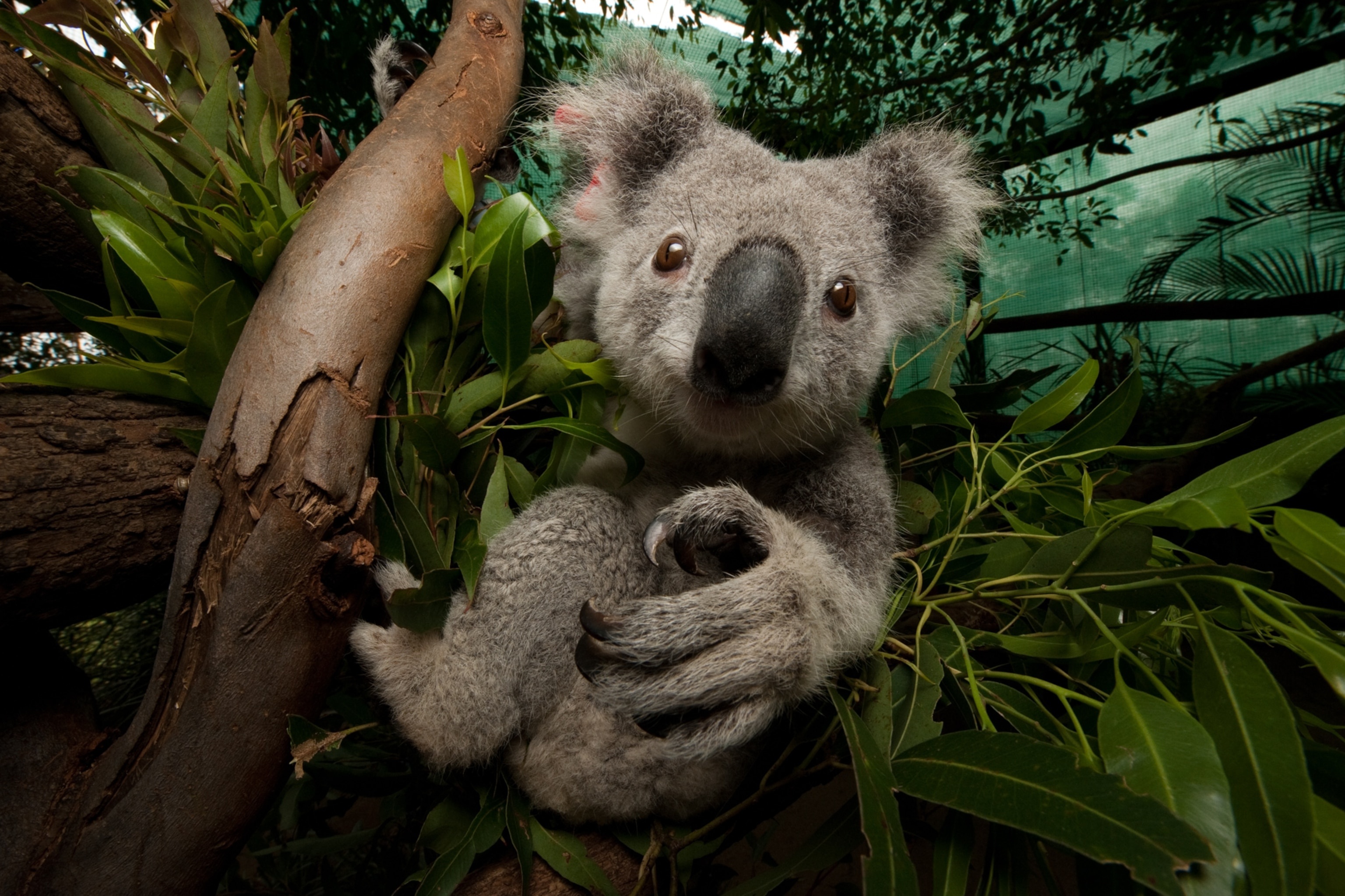 Коала страна. Коала. Коала на бамбуке. Коала в Австралии. Квинслендский коала Koalemus.