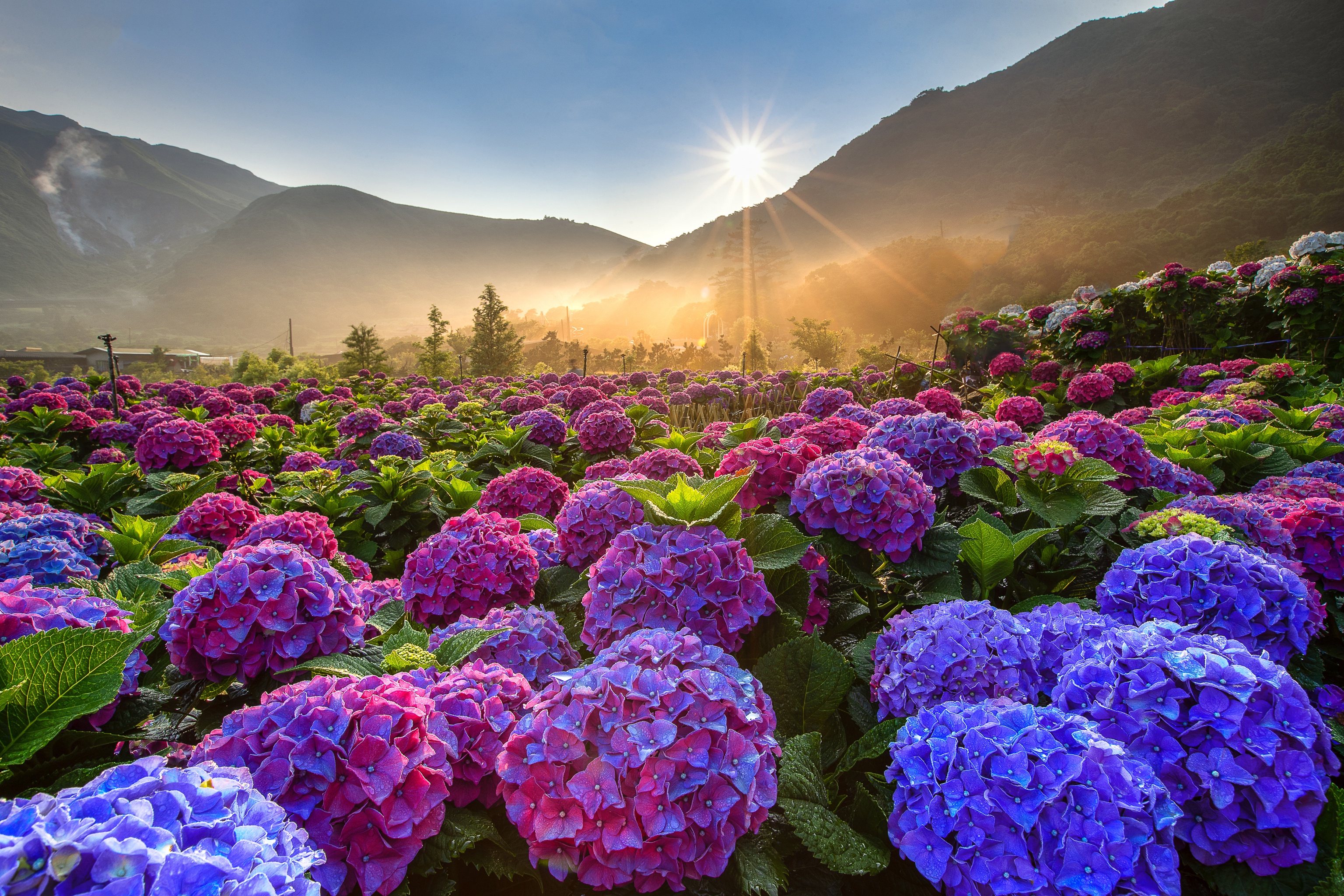 Flower nature. Долина цветущих гортензий, Тайвань. Долина гортензий Азорские острова. Азорские острова гортензии озеро.