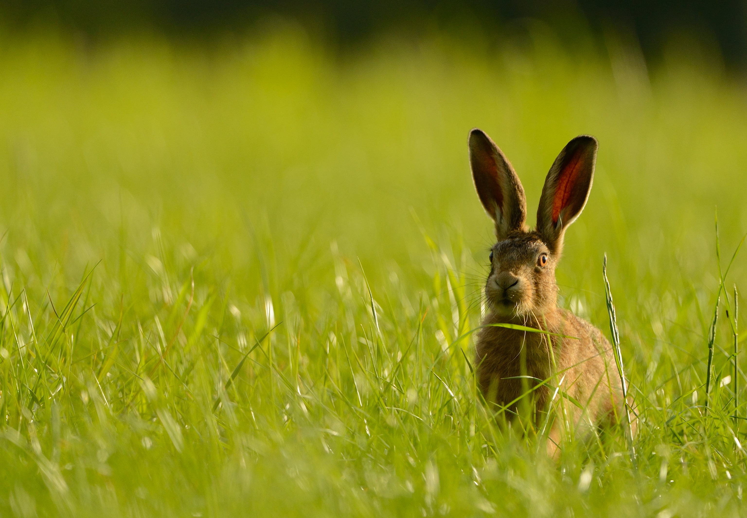 Мире животных зайцы. Заяц. Зайчик в траве. Зайцы на Поляне. Заяц летом.