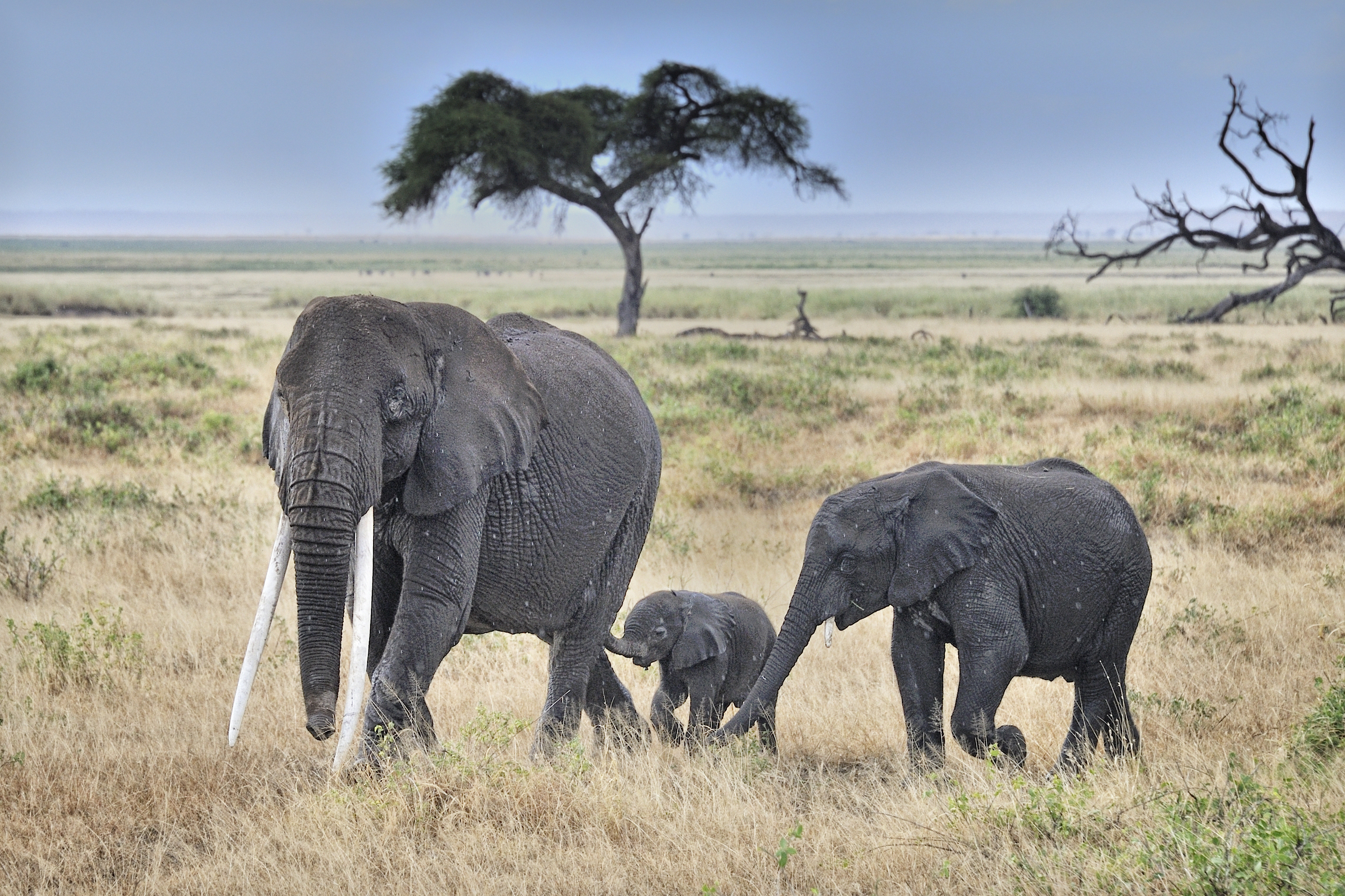Внешний вид слонов. Национальный парк Амбосели Кения. Африканский кустарниковый слон. Слон Ямбо. Саванный слон.