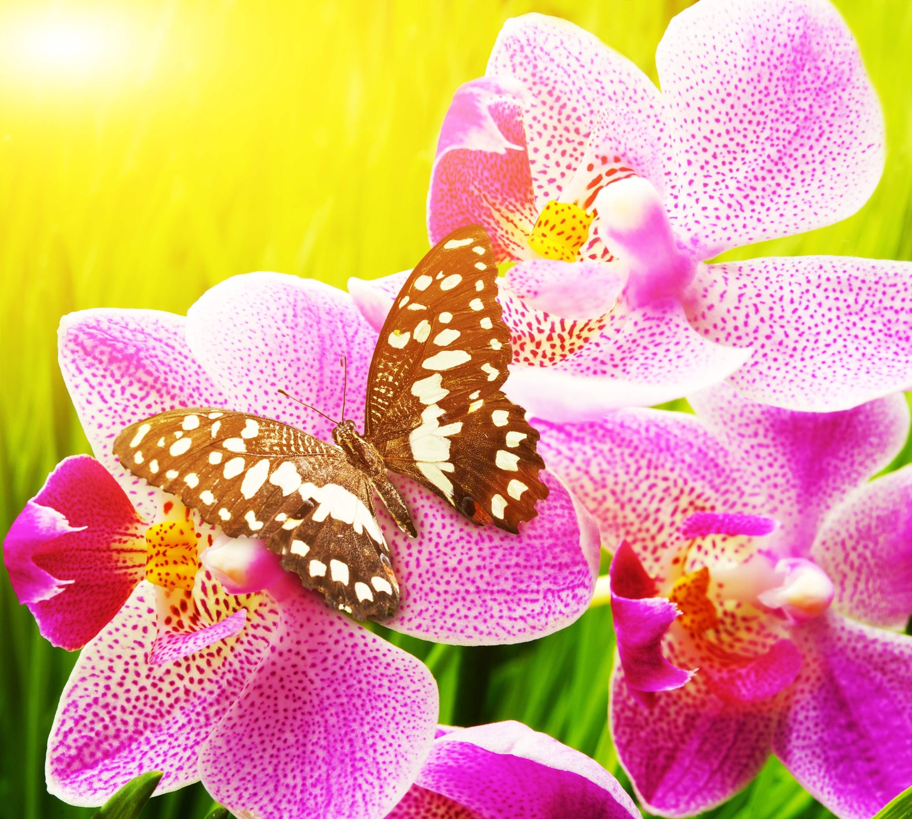 Цветы орхидея бабочка. Орхидея бабочка. Бабочка на цветке. Бабочки в цветах. Цветы фотопечать.