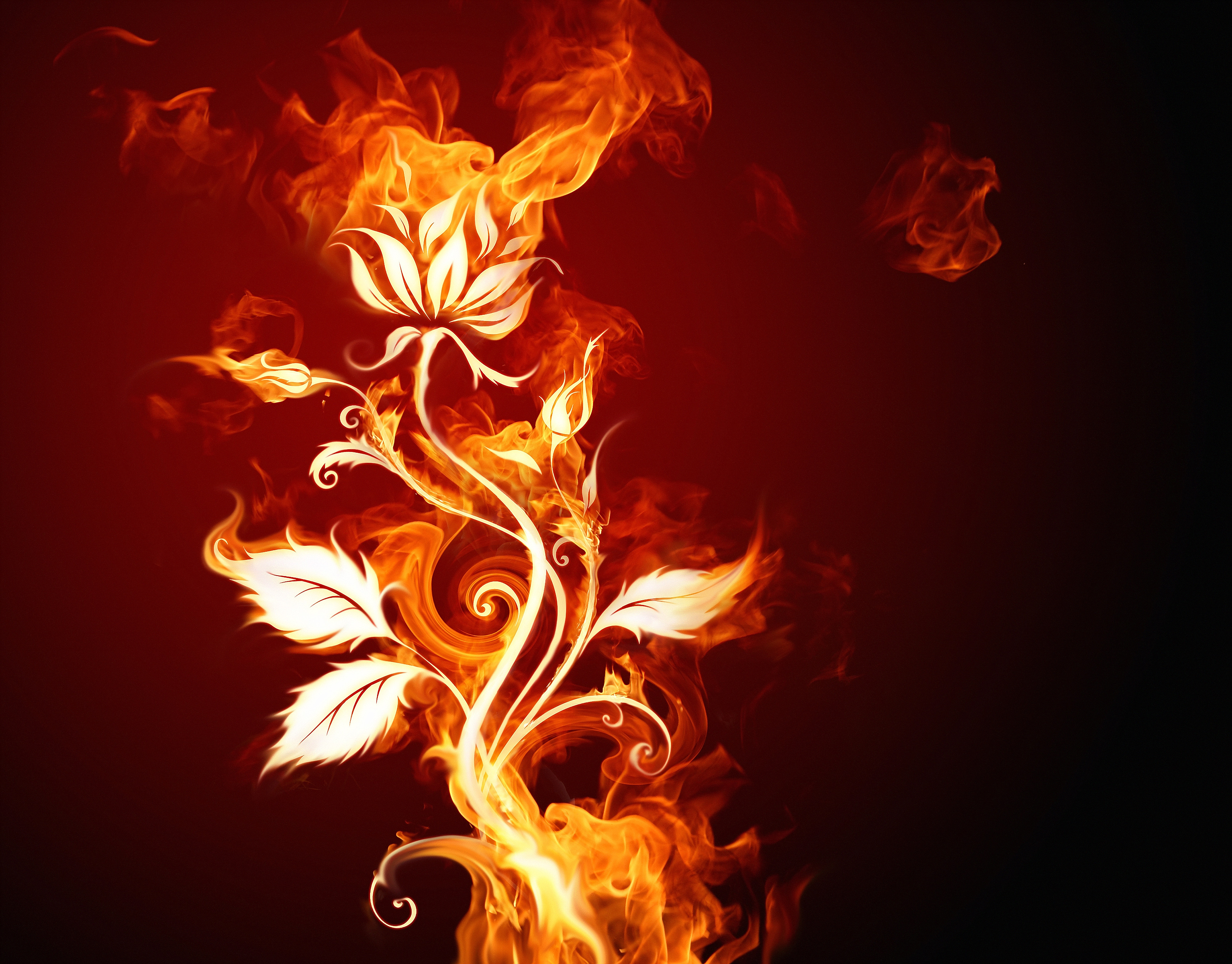 Огненный крест цветок