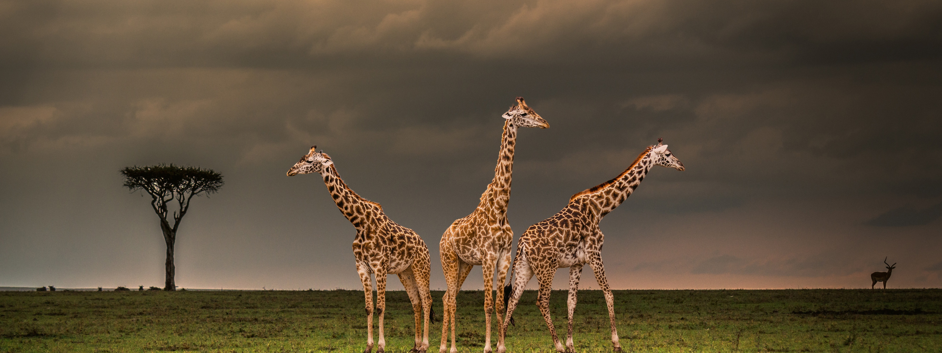 Саванна с жирафами фон