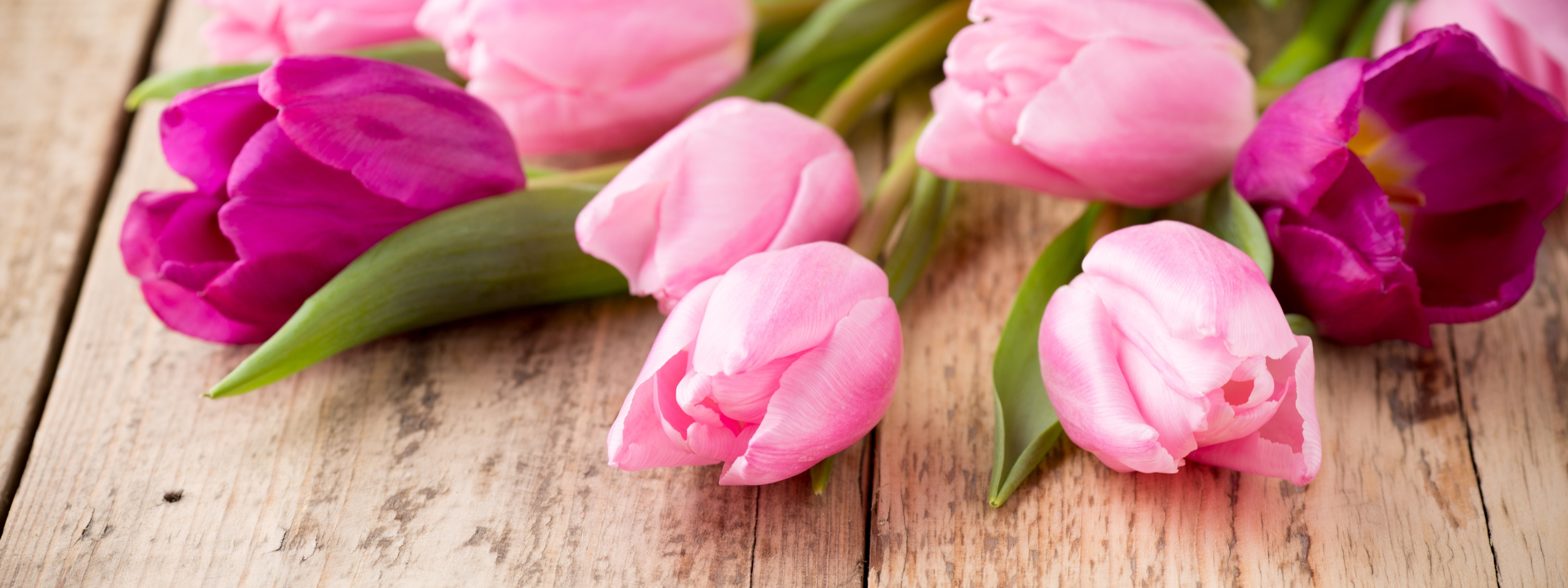 Что значит розовый тюльпан. Тюльпаны на розовом фоне. Розовые тюльпаны на розовом фоне. Розовые тюльпаны нежный фон. Розовые тюльпаны на сером фоне.