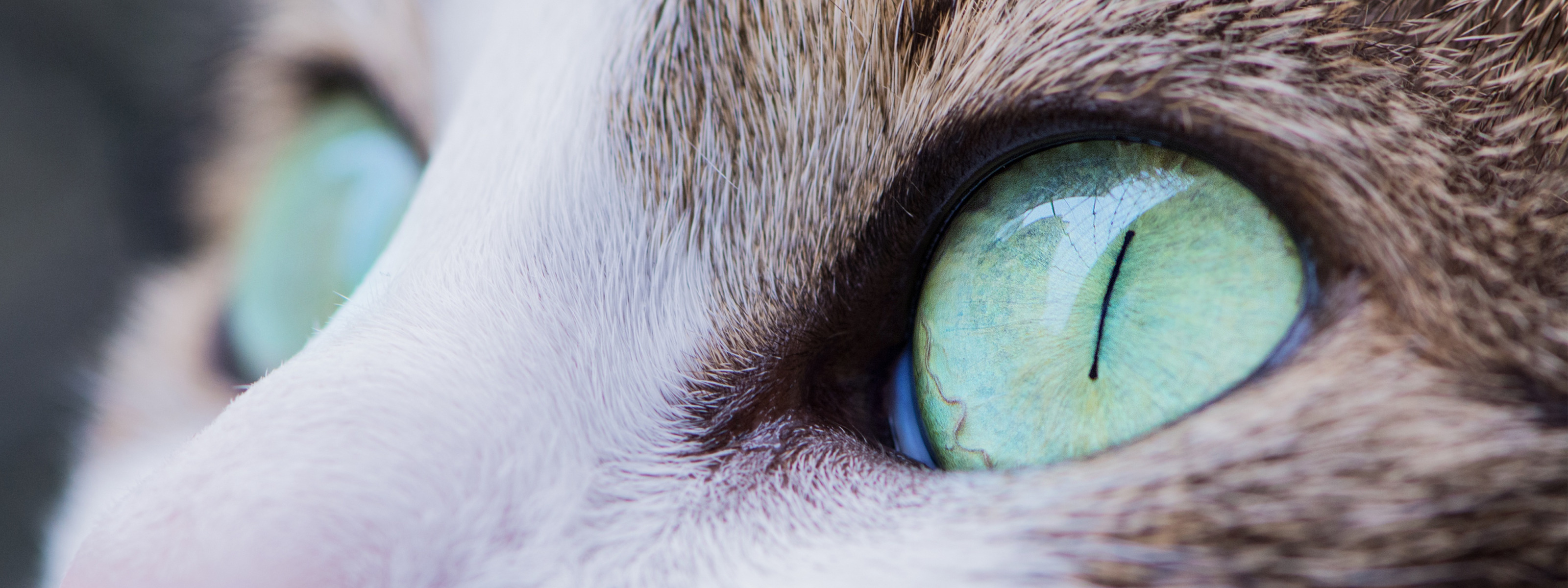 Взгляд как у кошки песня. Глаза кошки. Кошачий глаз. Кошачий глаз макро. Кошачий глаз в Макросъёмке.