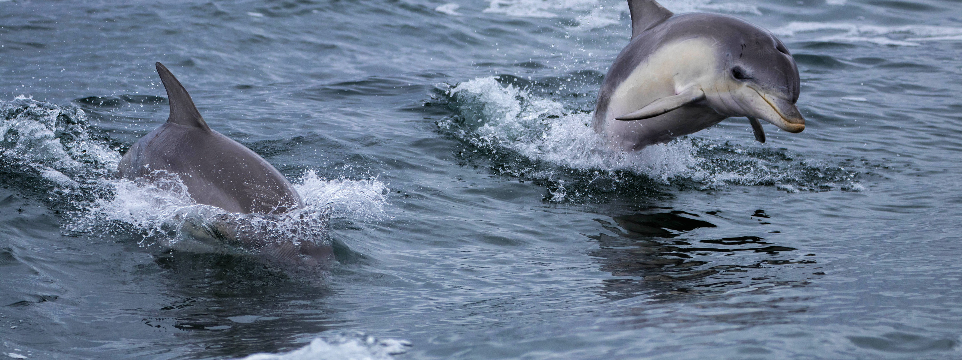 Дельфин 2 группа. Дельфин черно белый. Что у дельфинов два. Дельфины пара. 2 Дельфина волна.