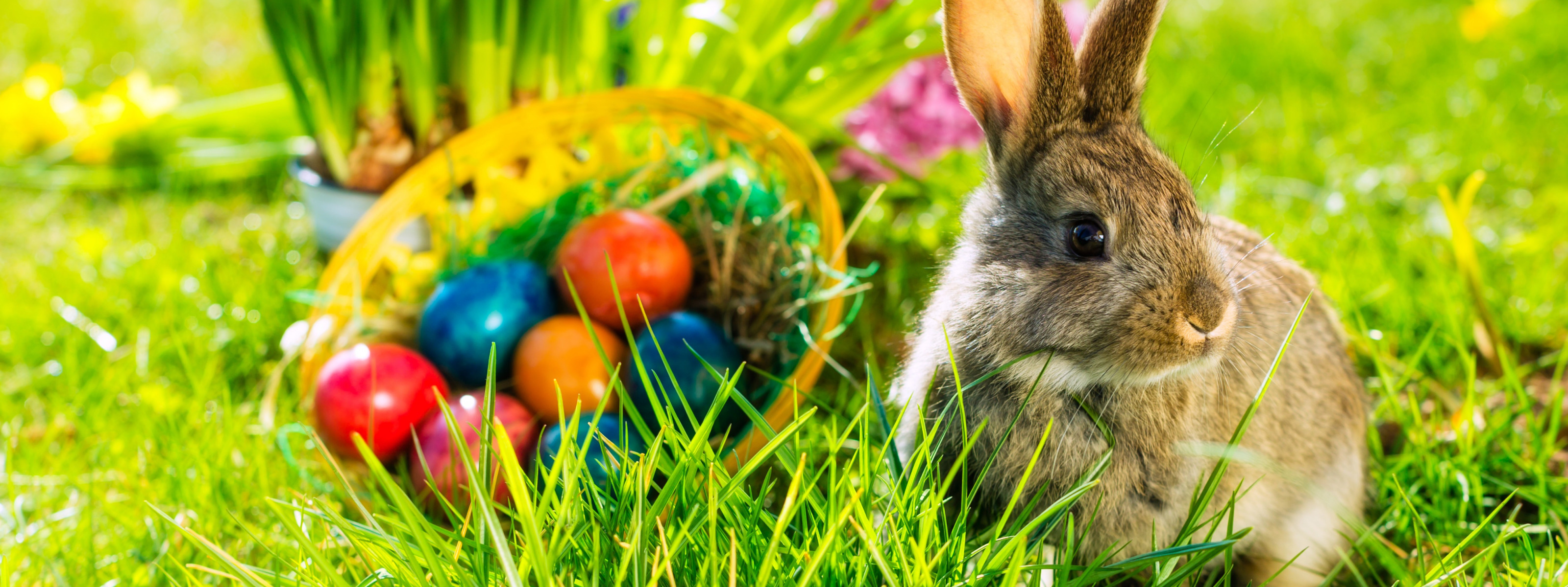 Frohe ostern картинки. Пасхальный заяц. Пасхальный зайчик. Пасха кролик. Пасхальный кролик с яйцами.