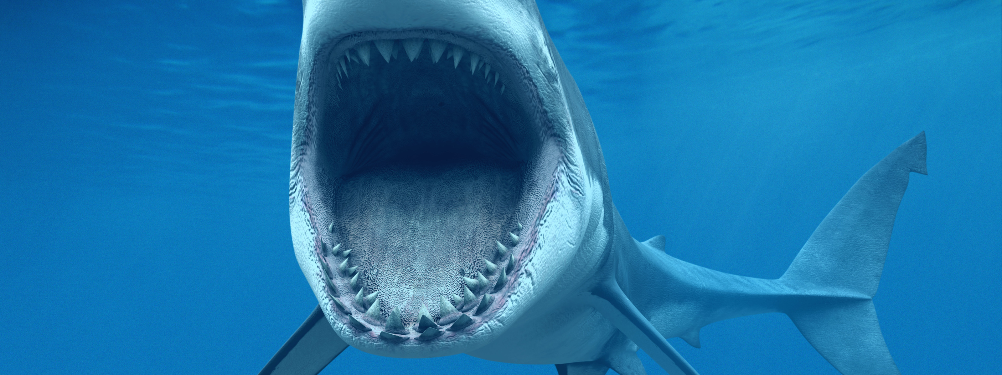 Большие зубы акулы. Зубы большой белой акулы. Челюсть большой белой акулы.