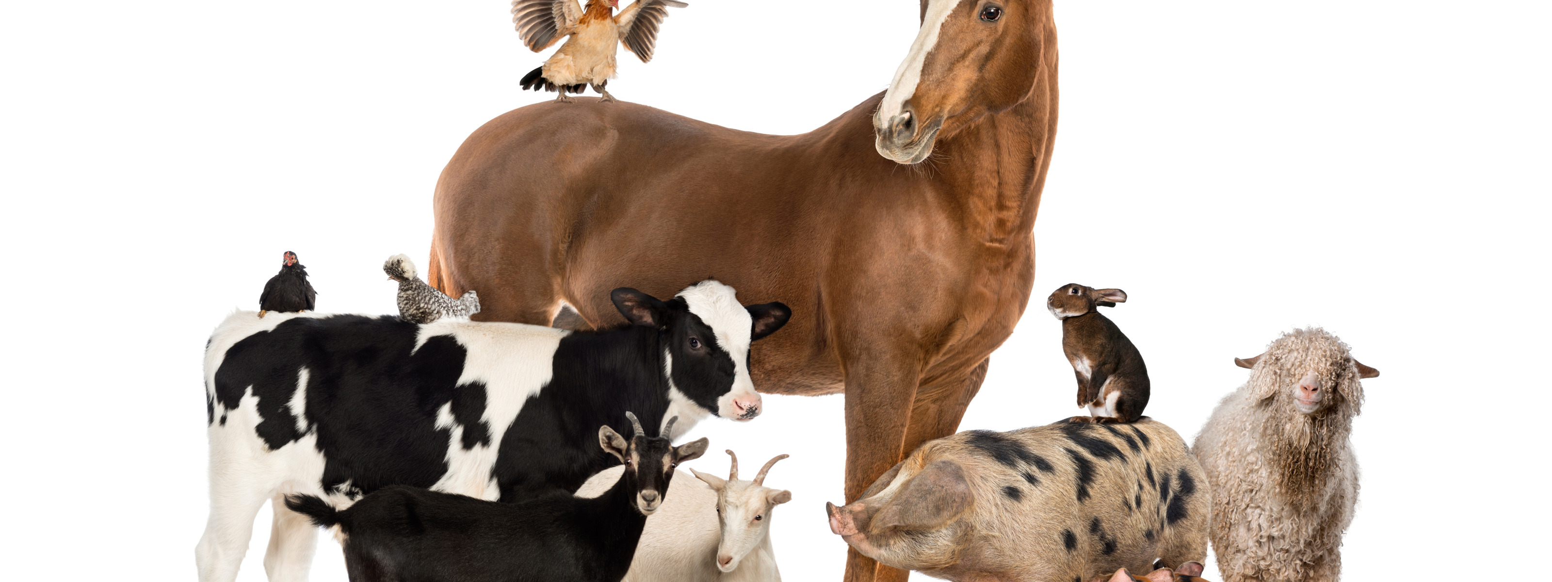 Лошади коровы и куры. Сельскохозяйственных животных. Сельскохозяйственные животные. Домашние сельскохозяйственные животные. Сельскохозяйственные животные для детей.