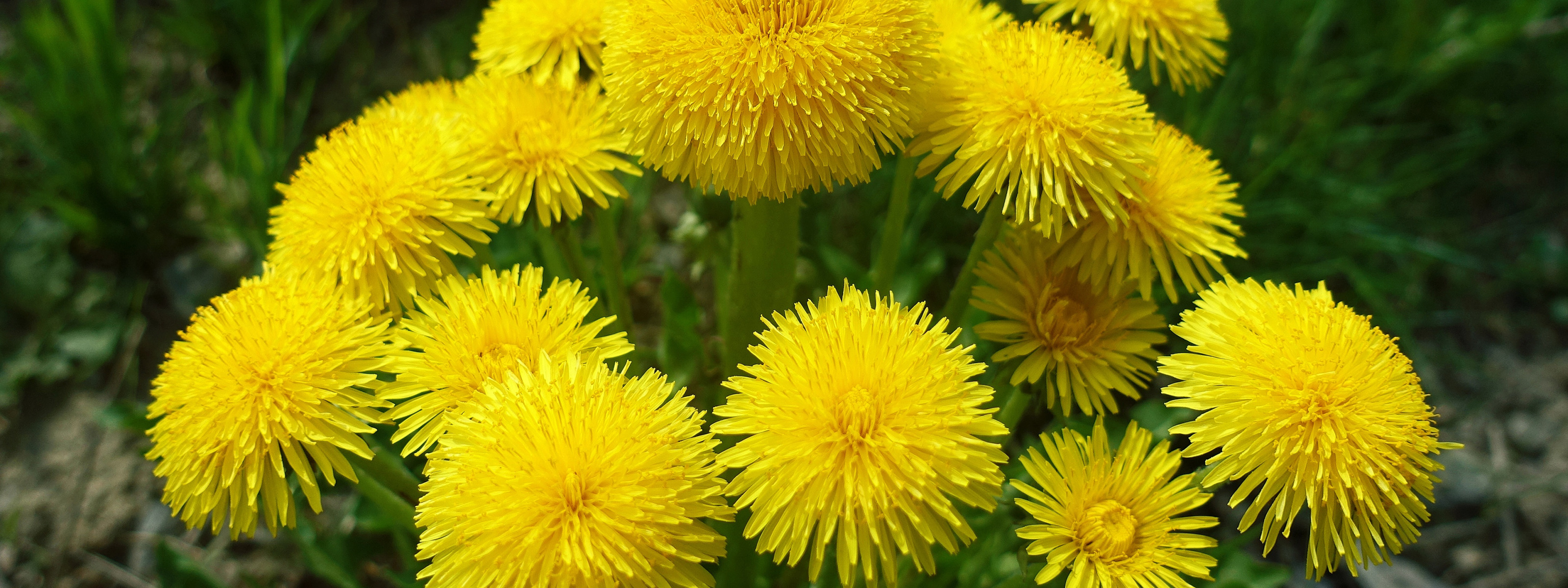 Первые желтые цветы похожие на одуванчики