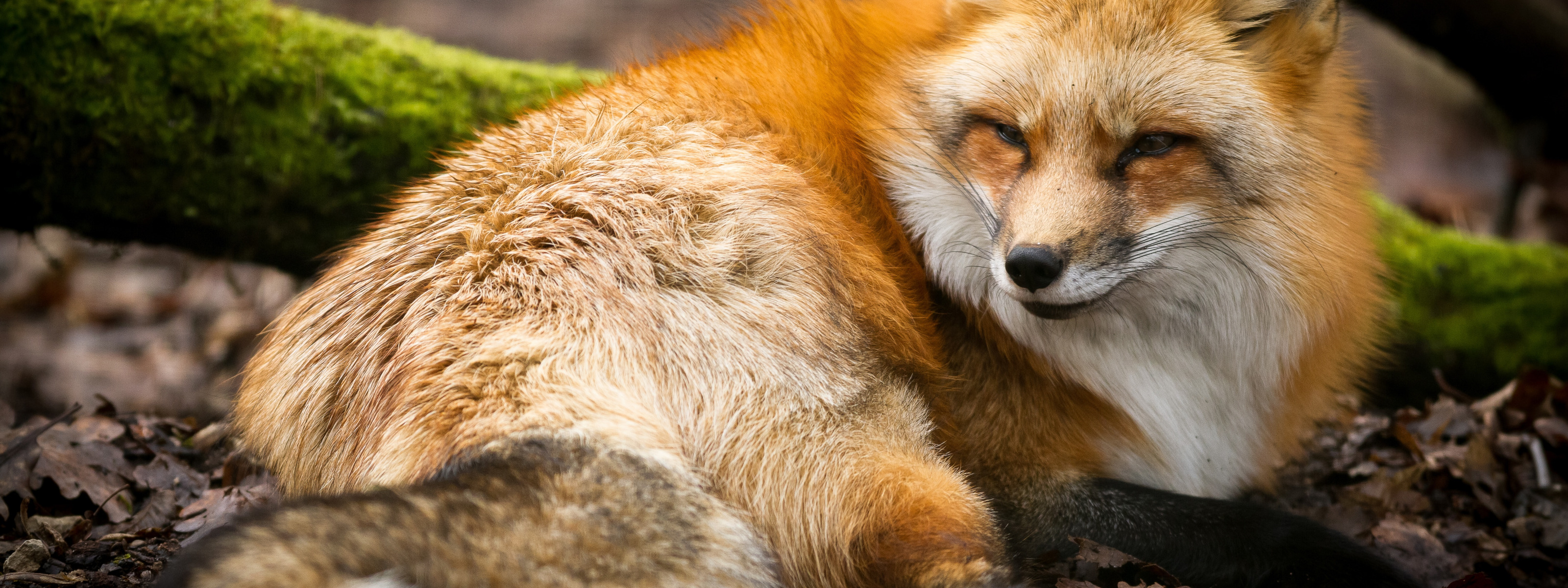 Лиса лежит. Рыжая лисица в Московском зоопарке. Лежащий рыжий Лис. Рыжая корейская лиса.