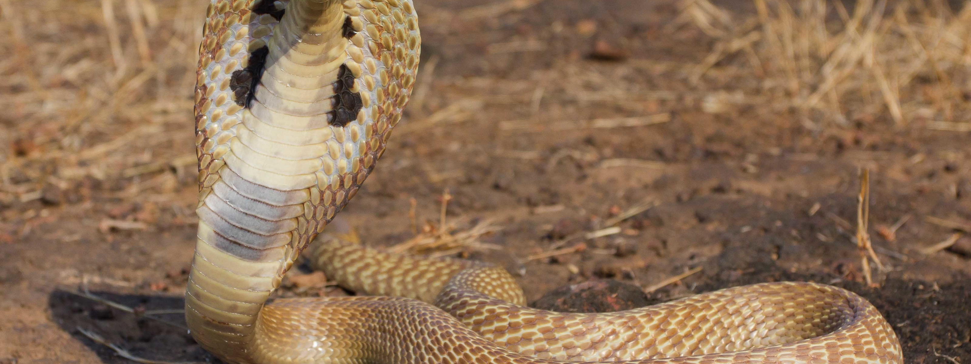 The indian cobra is a very snake. Индийская очковая Кобра. Королевская Кобра. Гамадриад Кобра. Гамадриад или Королевская Кобра.