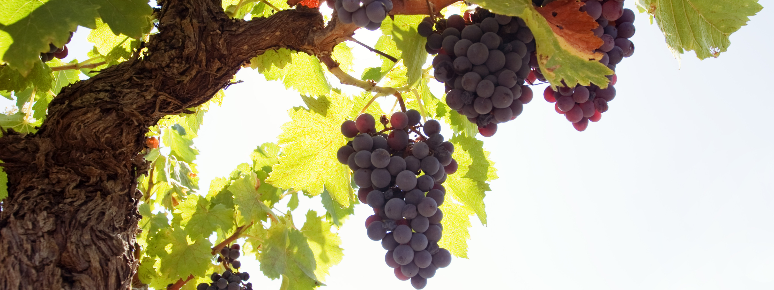 Песня ветки винограда. Красный виноградник лоза. Виноградная гроздь Крым. Куст виноградной лозы. Ветка винограда.