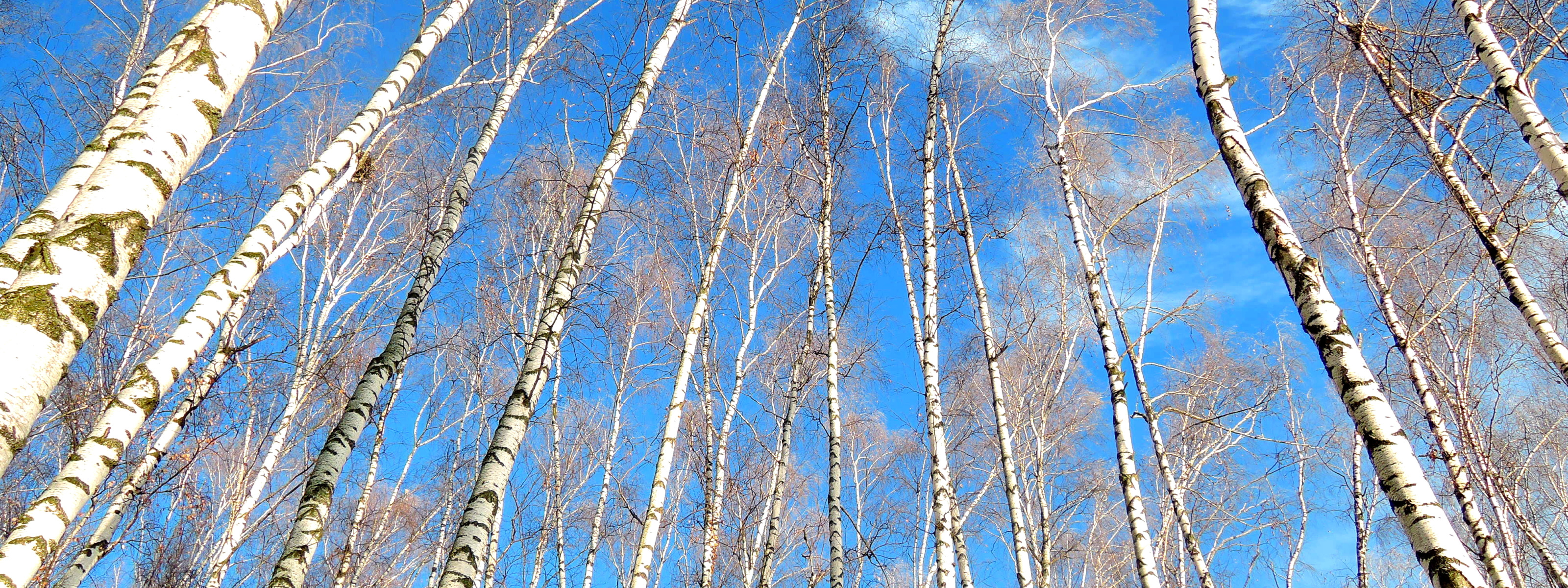 Береза небо. Фон березы. Береза на фоне неба. Весна небо березы. Березки небо.